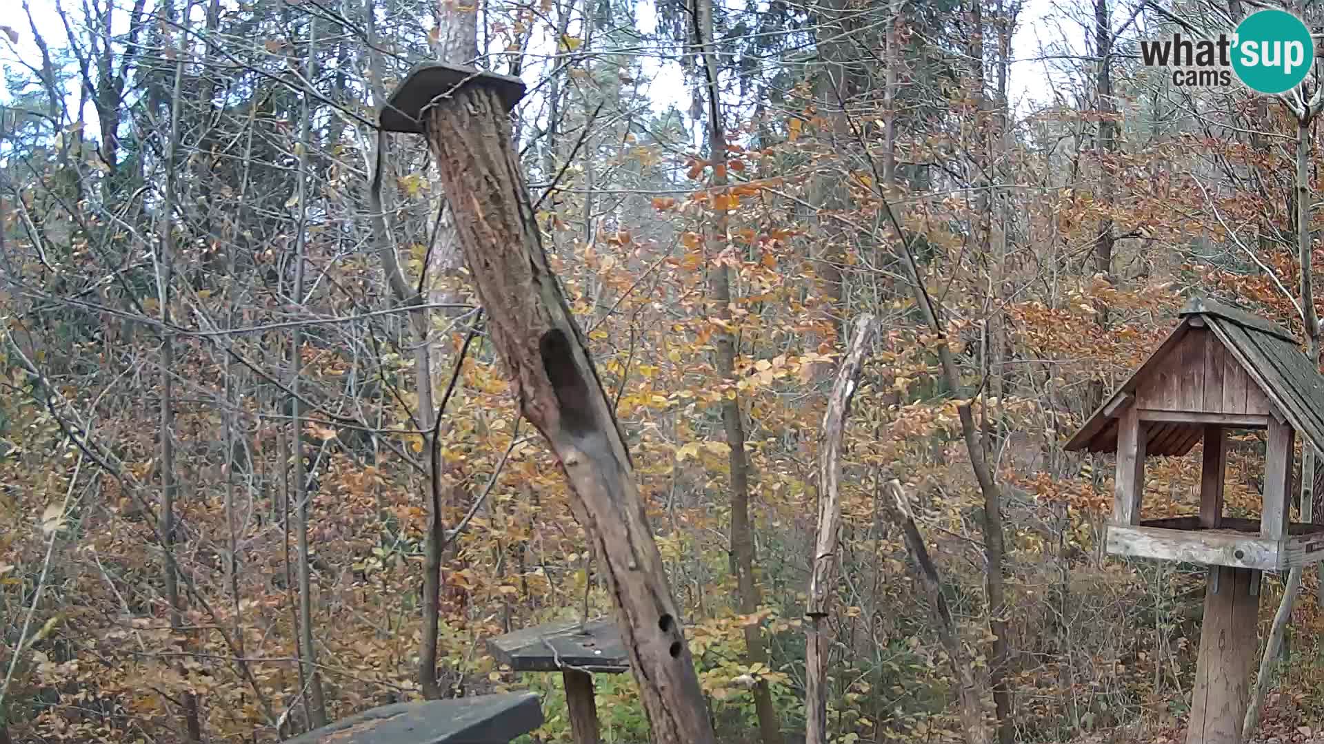 Comederos para pájaros en ZOO Ljubljana camera en vivo