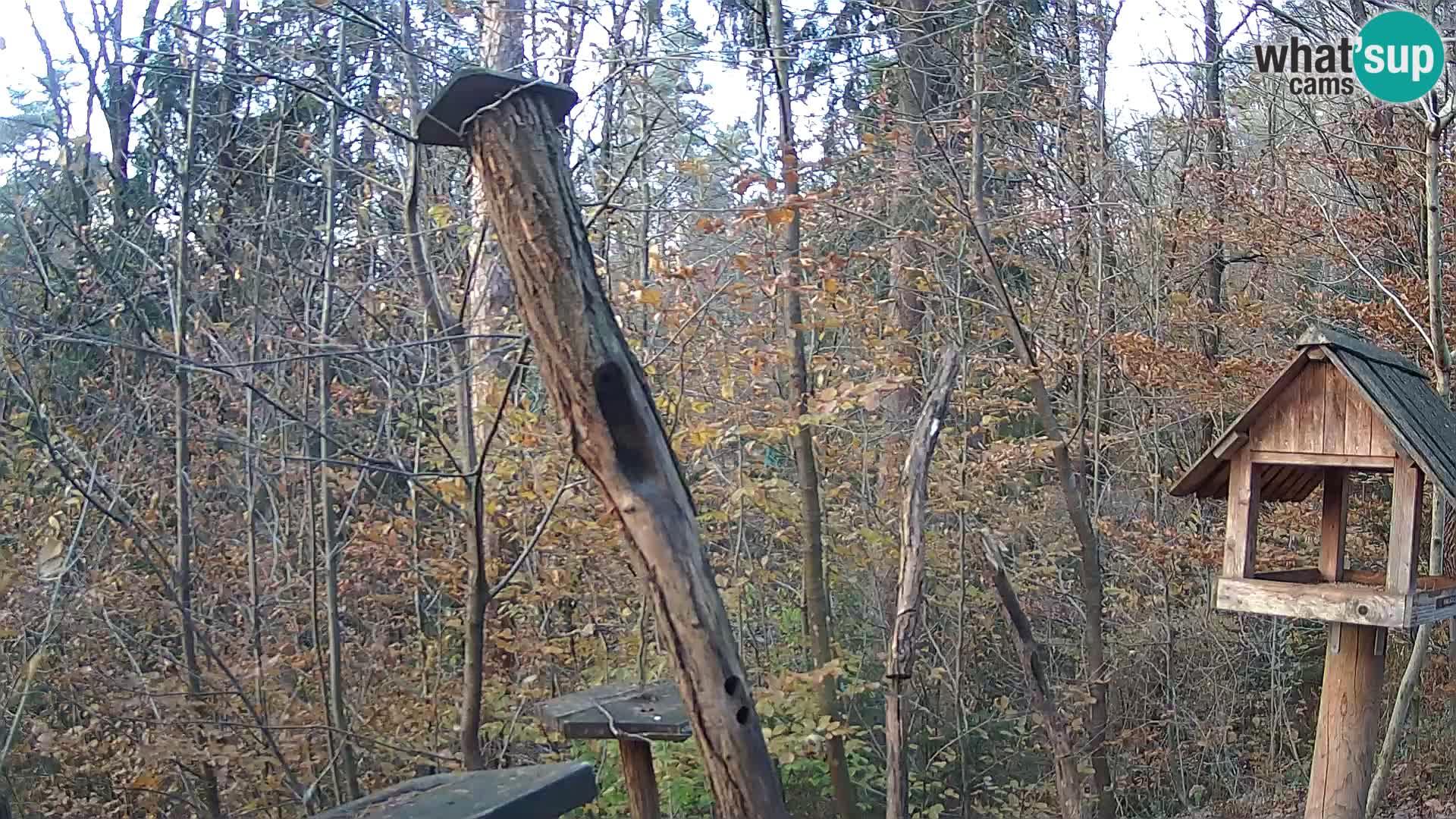 Comederos para pájaros en ZOO Ljubljana camera en vivo