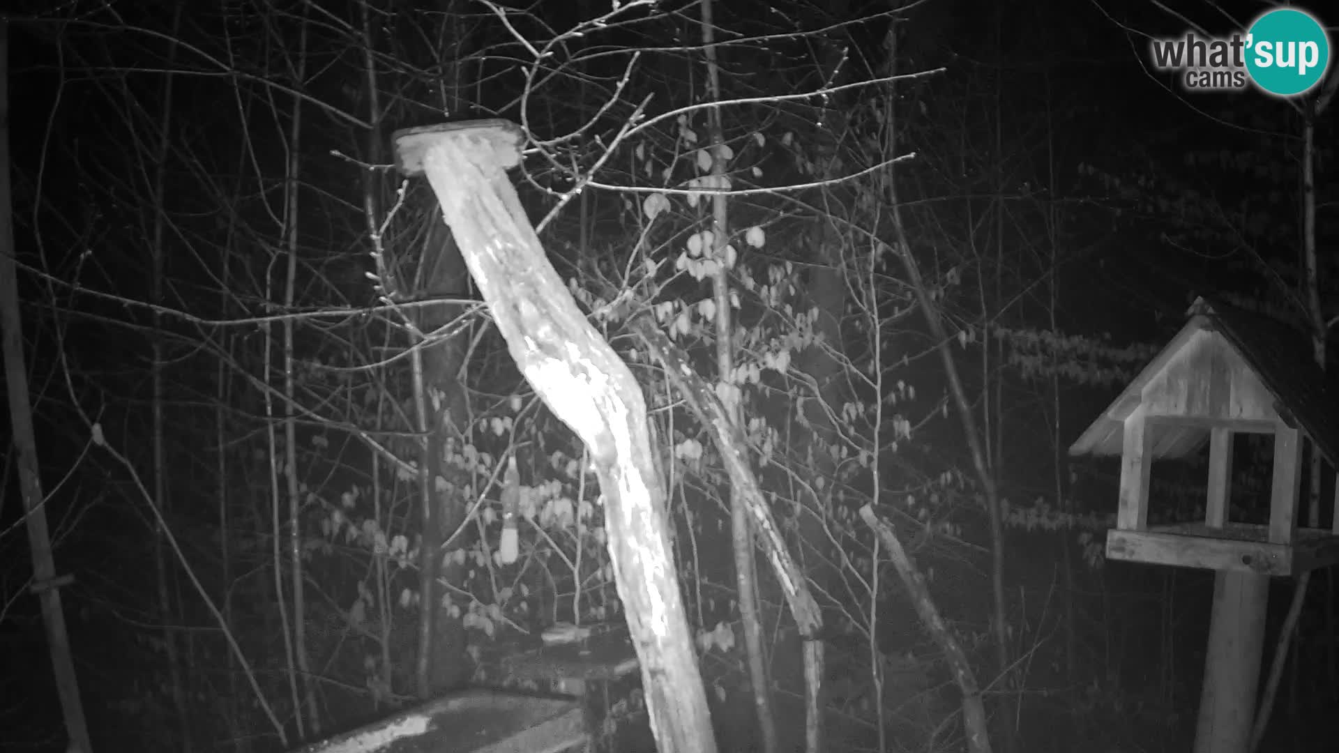 Comederos para pájaros en ZOO Ljubljana camera en vivo