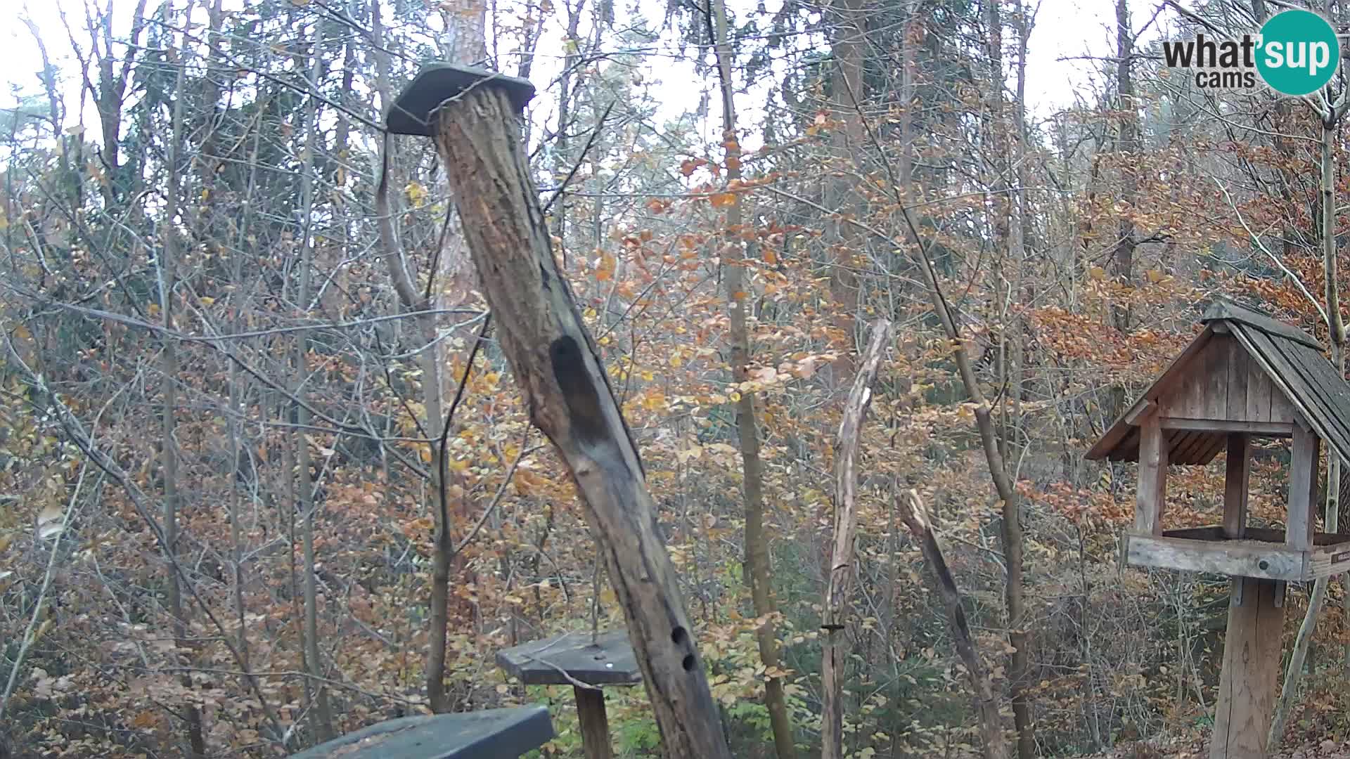 Vogelfutterhäuschen im ZOO webcam Ljubljana