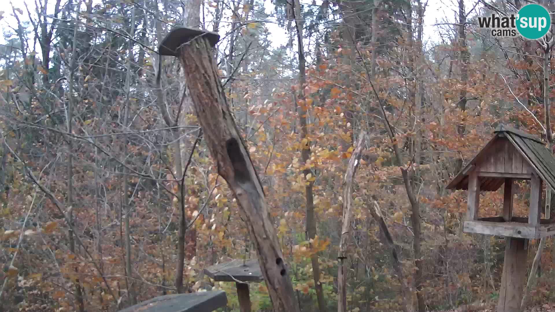 Comederos para pájaros en ZOO Ljubljana camera en vivo