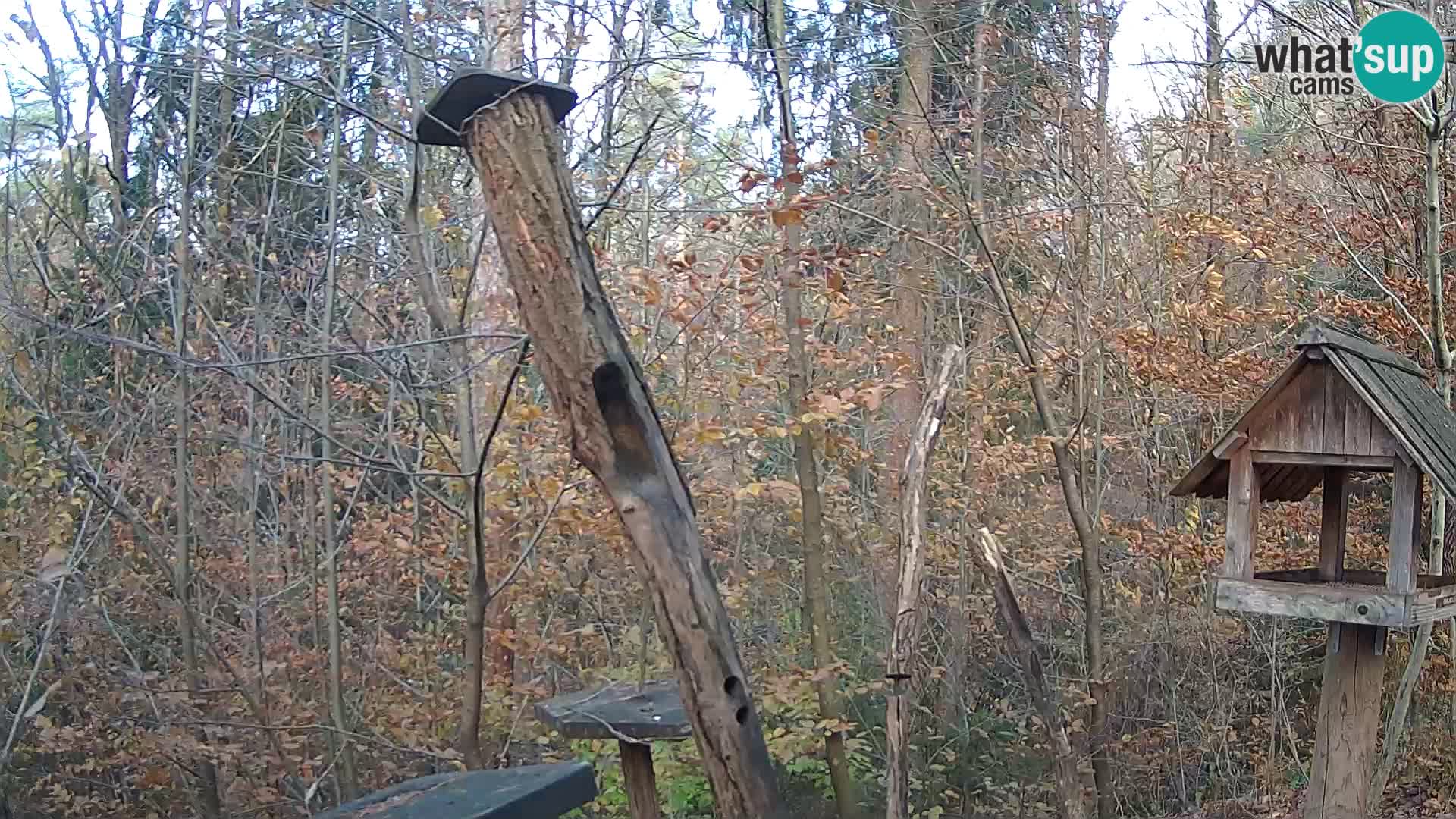 Vogelfutterhäuschen im ZOO webcam Ljubljana