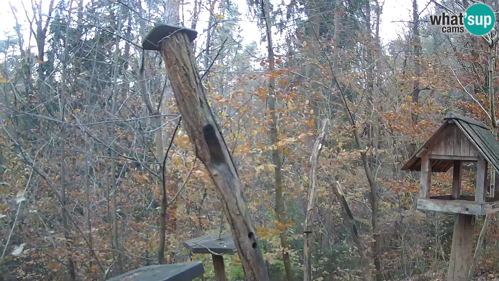 Krmilnice za ptiče v ZOO Ljubljana spletna kamera