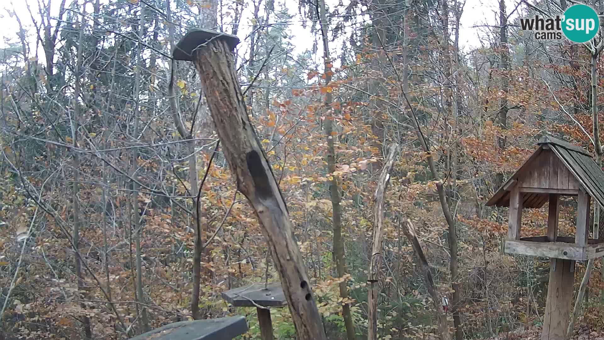 Vogelfutterhäuschen im ZOO webcam Ljubljana