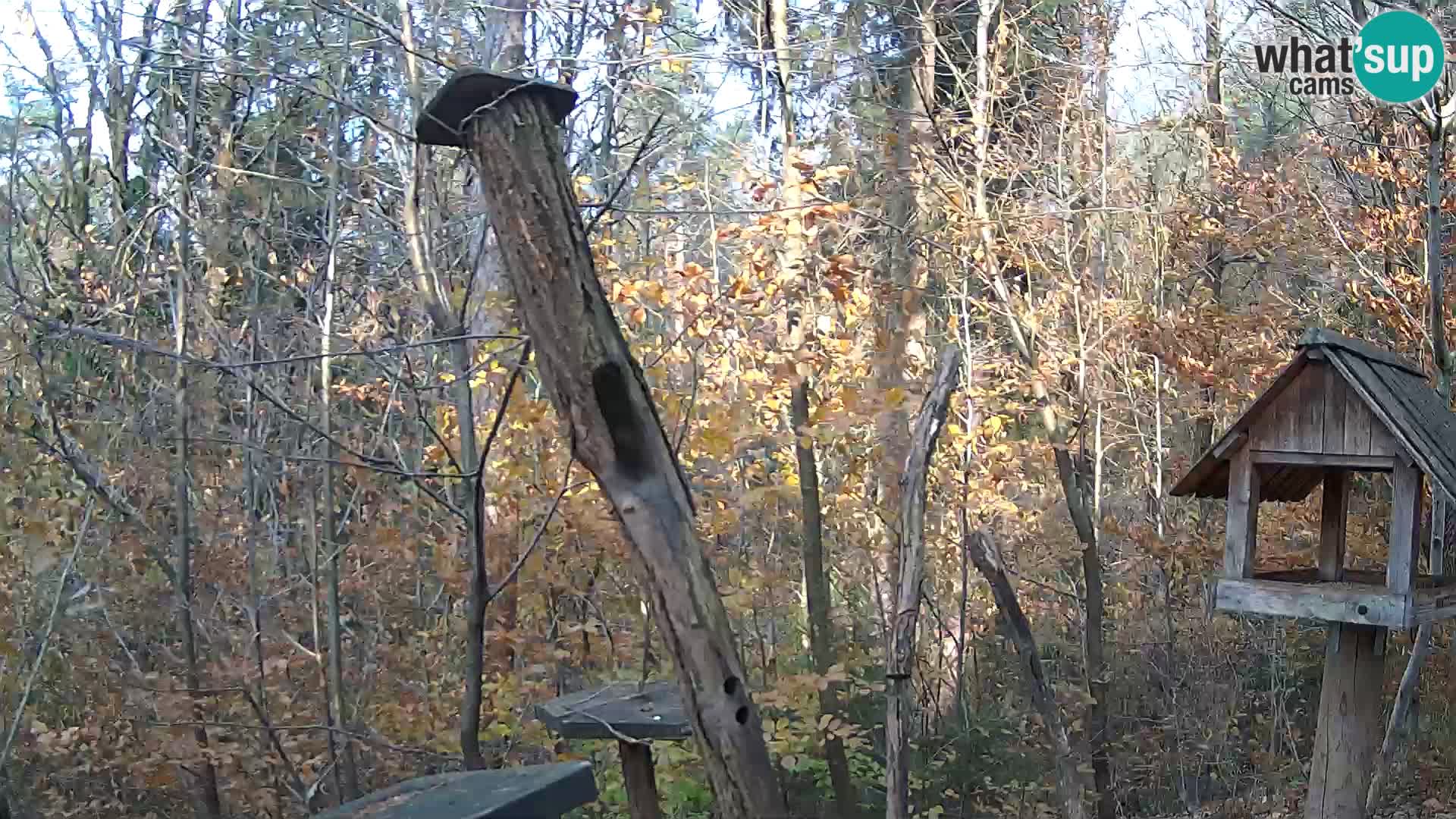 Krmilnice za ptiče v ZOO Ljubljana spletna kamera