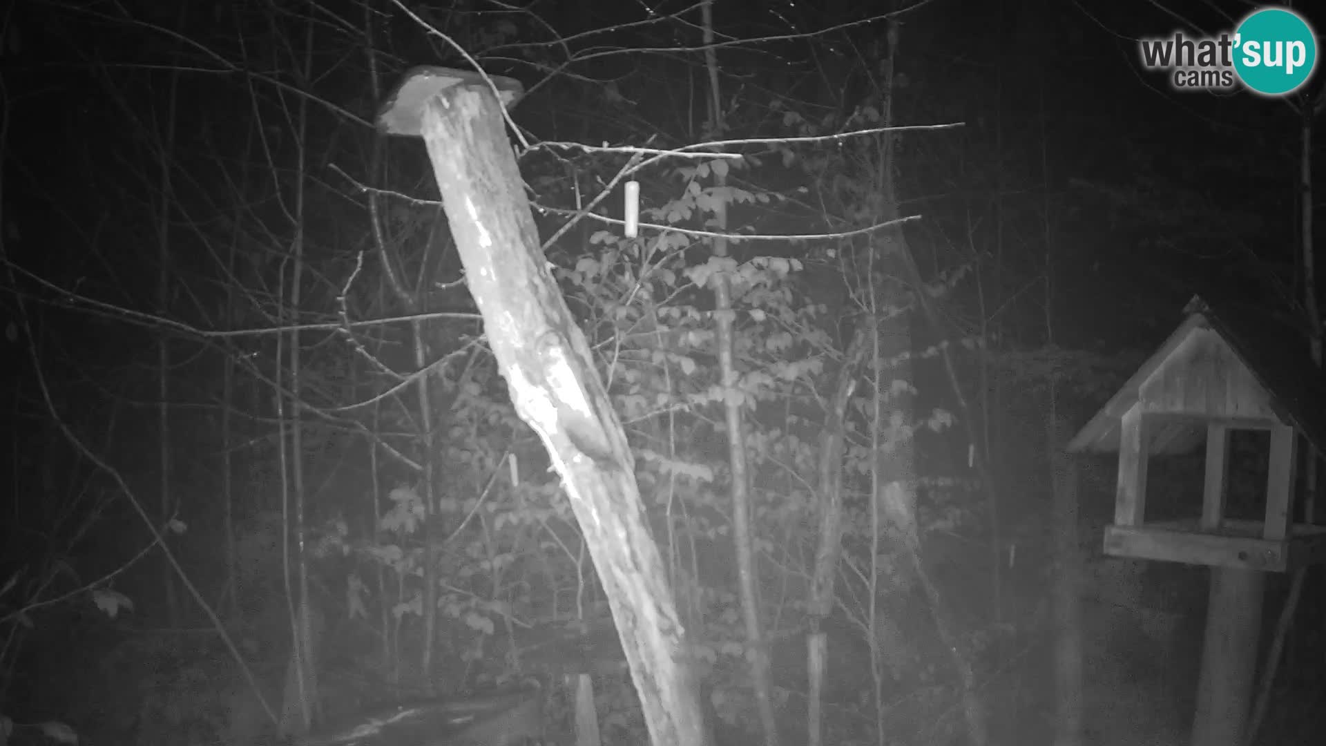 Comederos para pájaros en ZOO Ljubljana camera en vivo