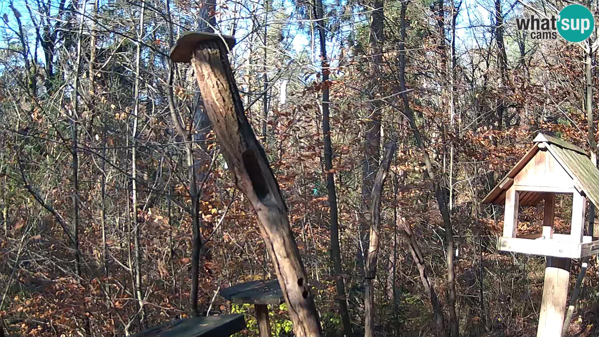 Vogelfutterhäuschen im ZOO webcam Ljubljana