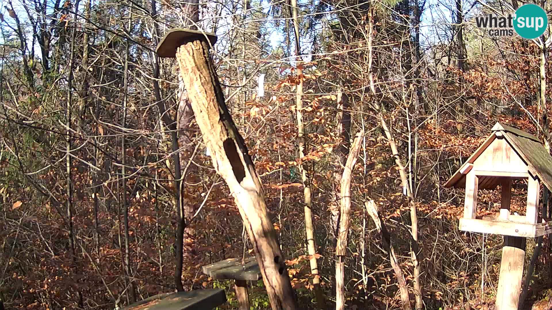 Comederos para pájaros en ZOO Ljubljana camera en vivo