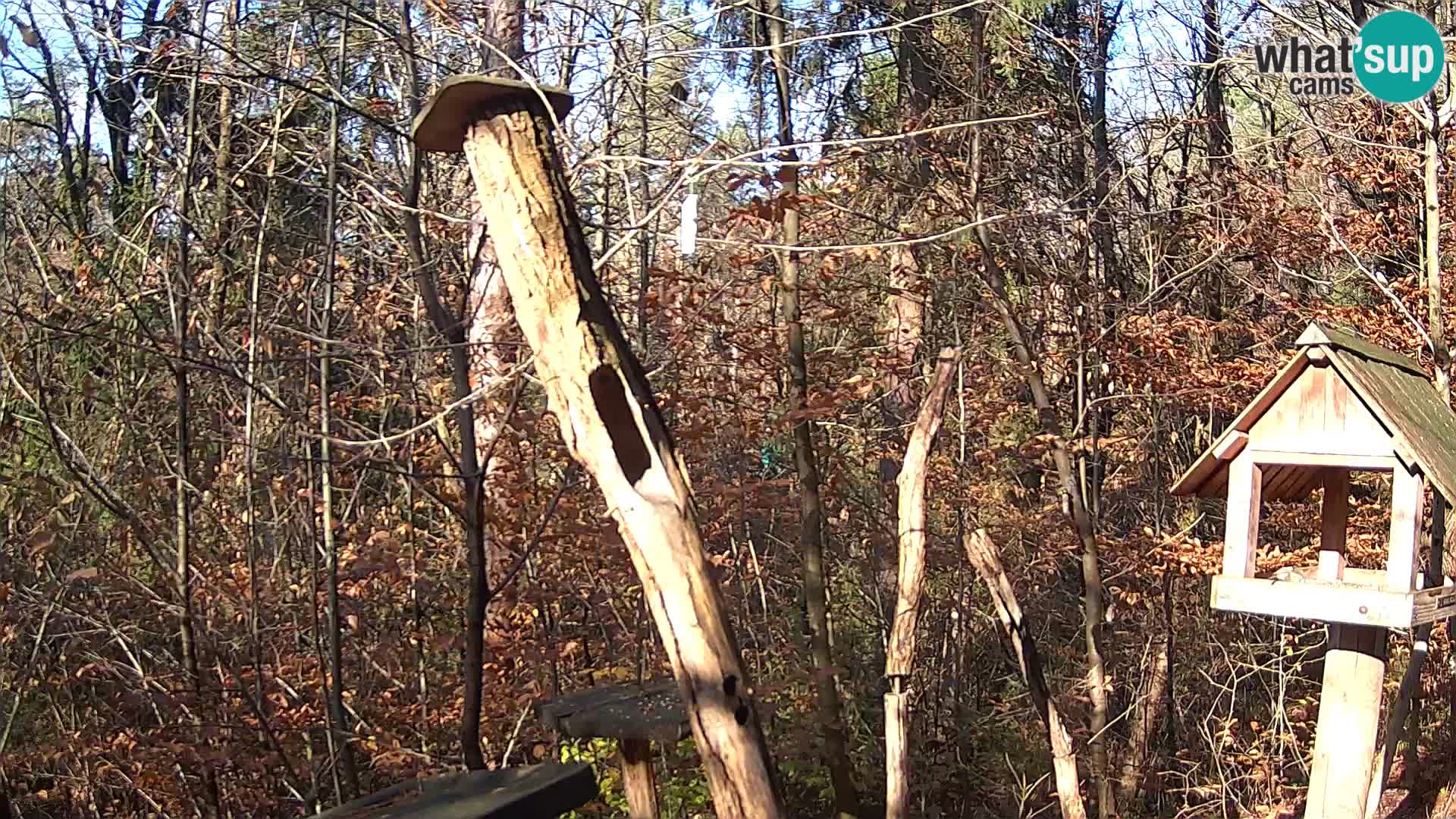 Vogelfutterhäuschen im ZOO webcam Ljubljana