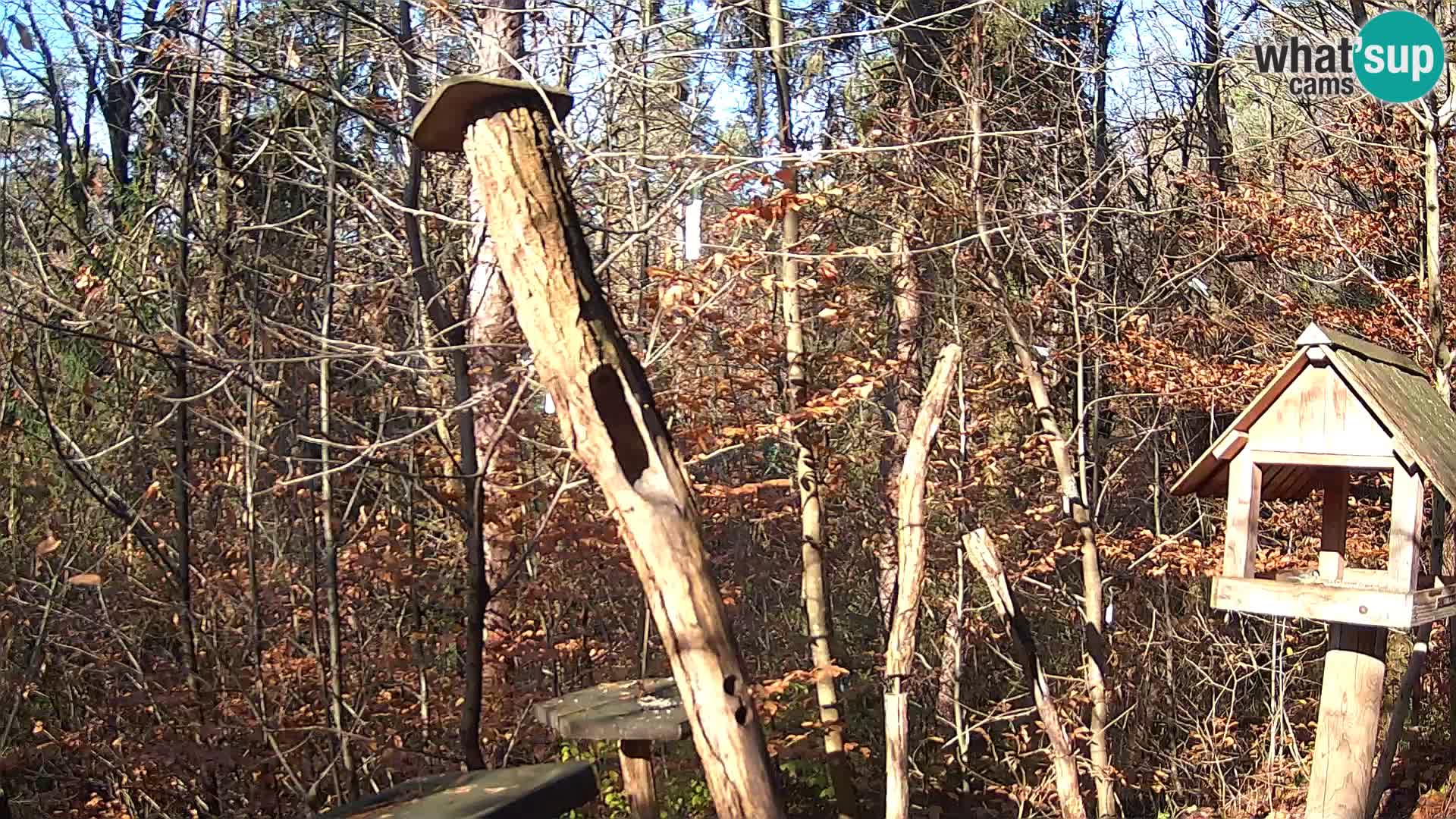 Vogelfutterhäuschen im ZOO webcam Ljubljana