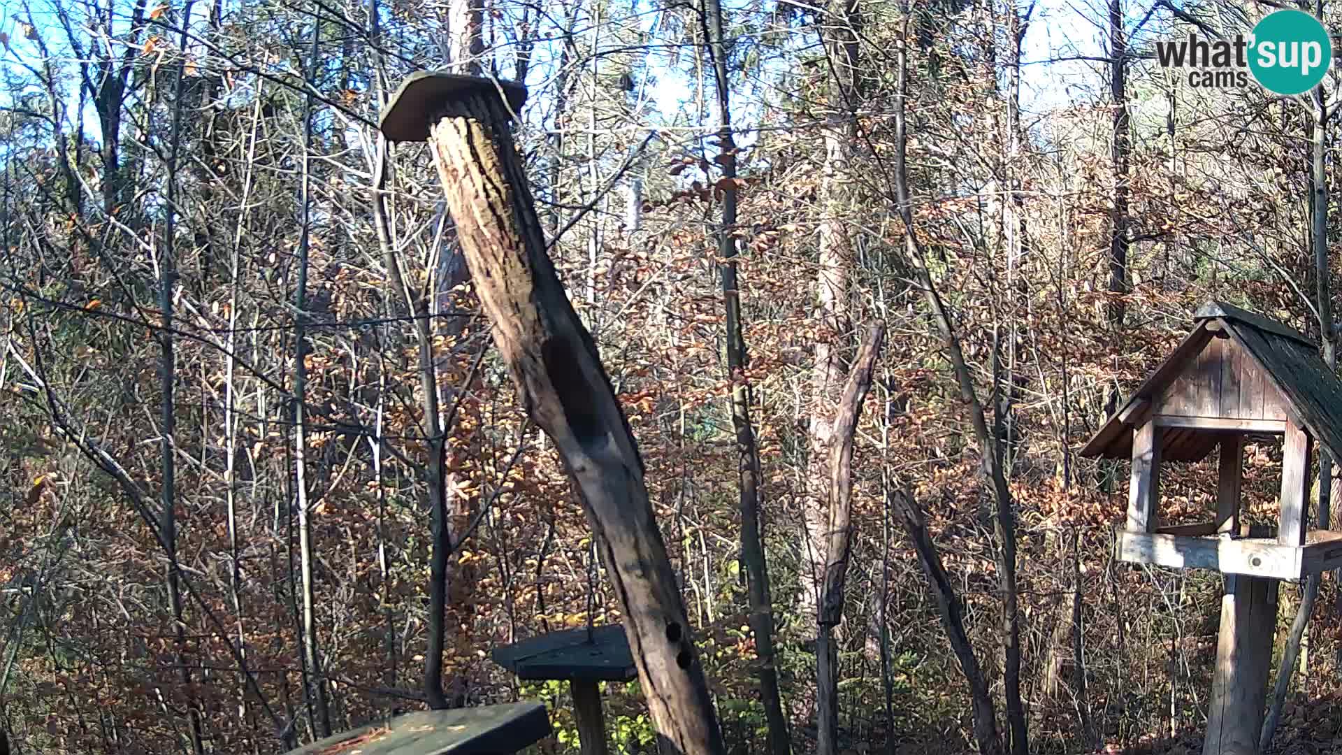 Comederos para pájaros en ZOO Ljubljana camera en vivo