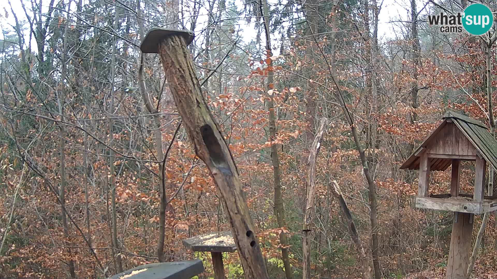 Vogelfutterhäuschen im ZOO webcam Ljubljana