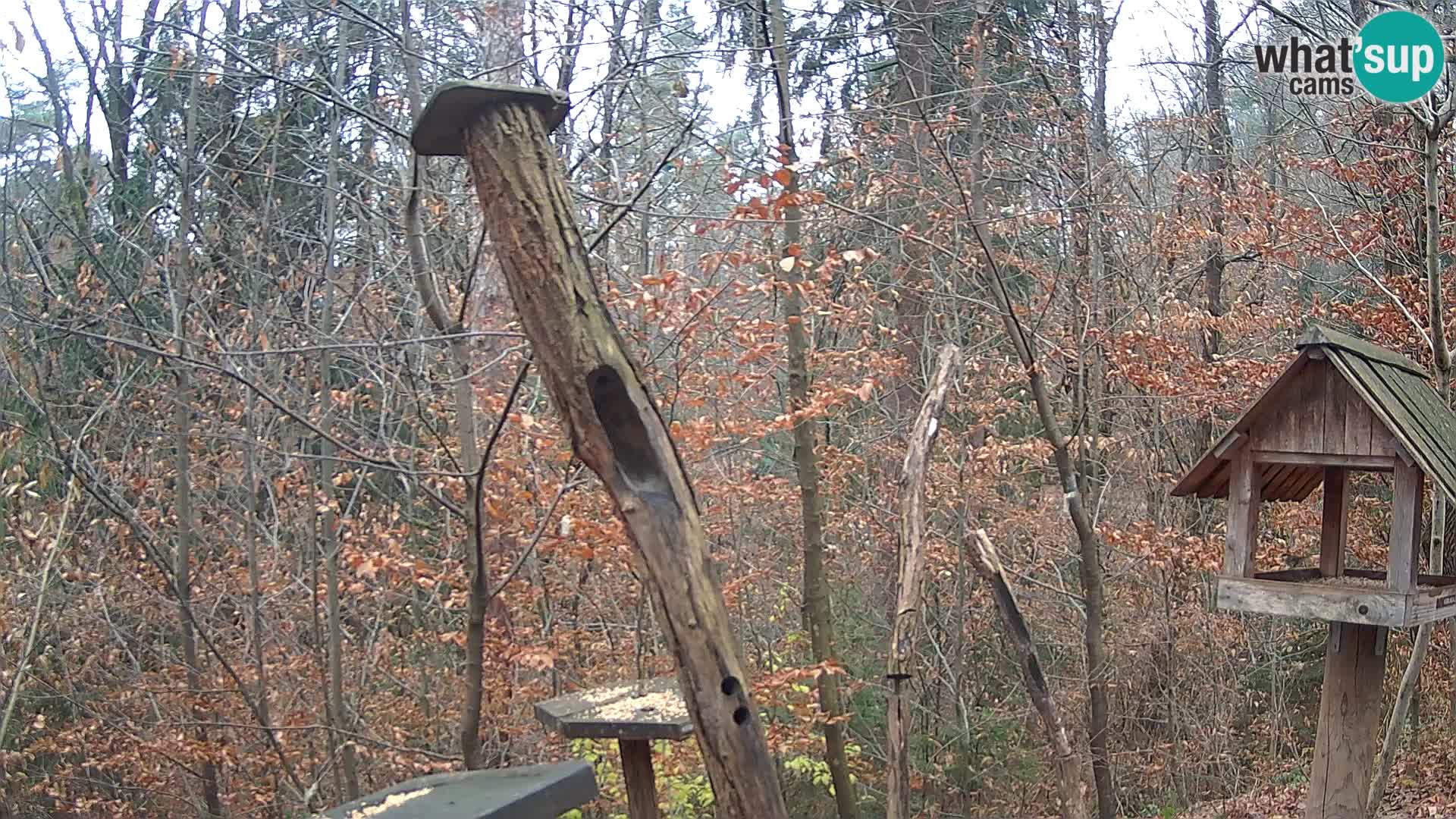 Vogelfutterhäuschen im ZOO webcam Ljubljana