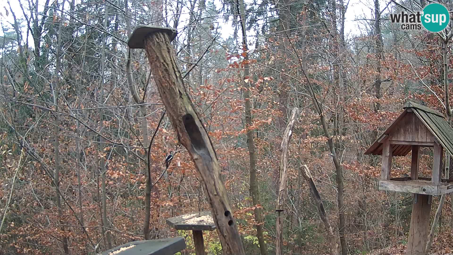 Mangiatoie per uccelli allo ZOO di Lubiana livecam