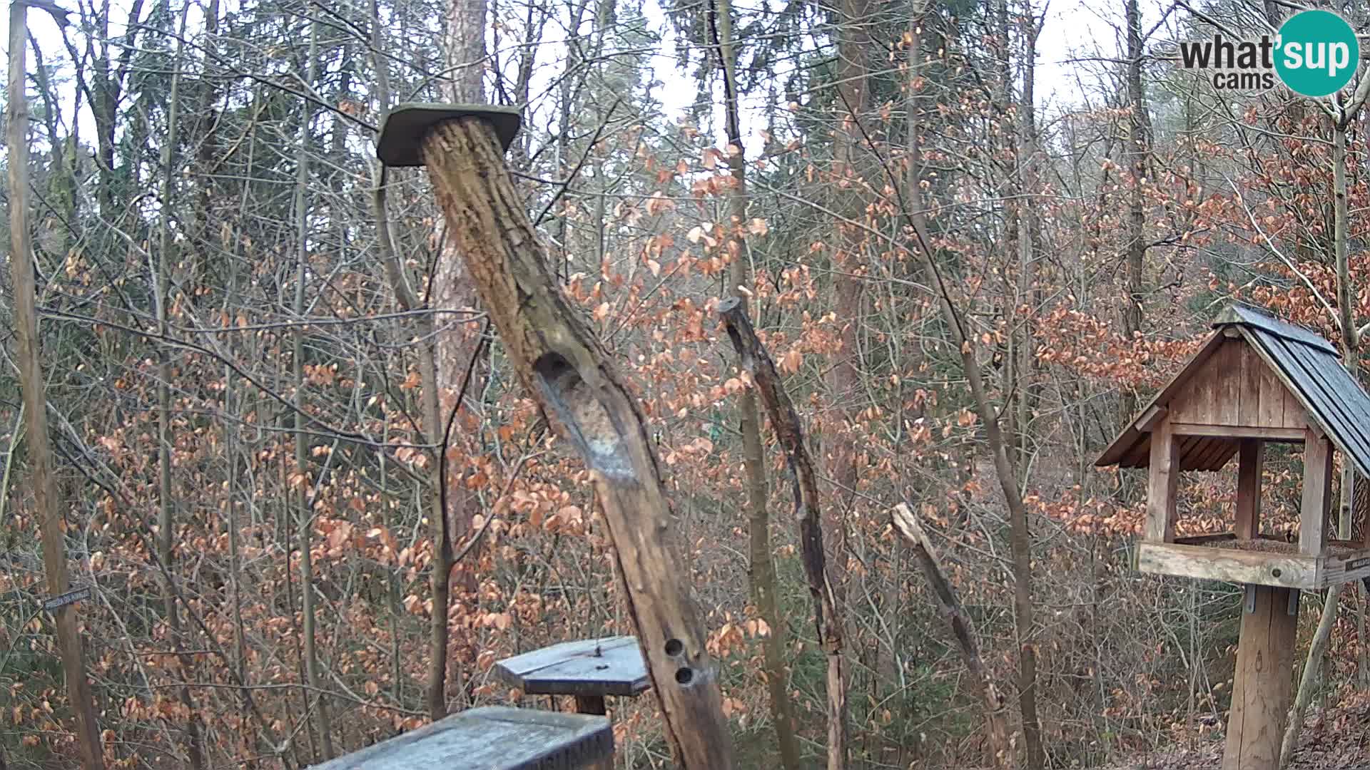 Bird feeders at ZOO Ljubljana webcam