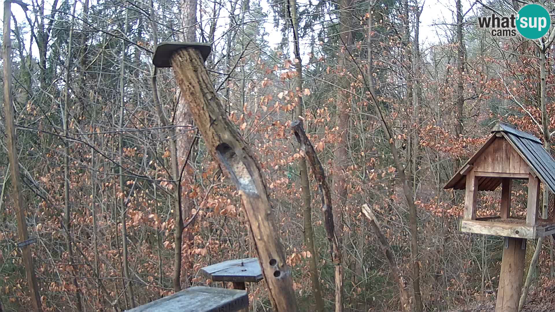 Vogelfutterhäuschen im ZOO webcam Ljubljana