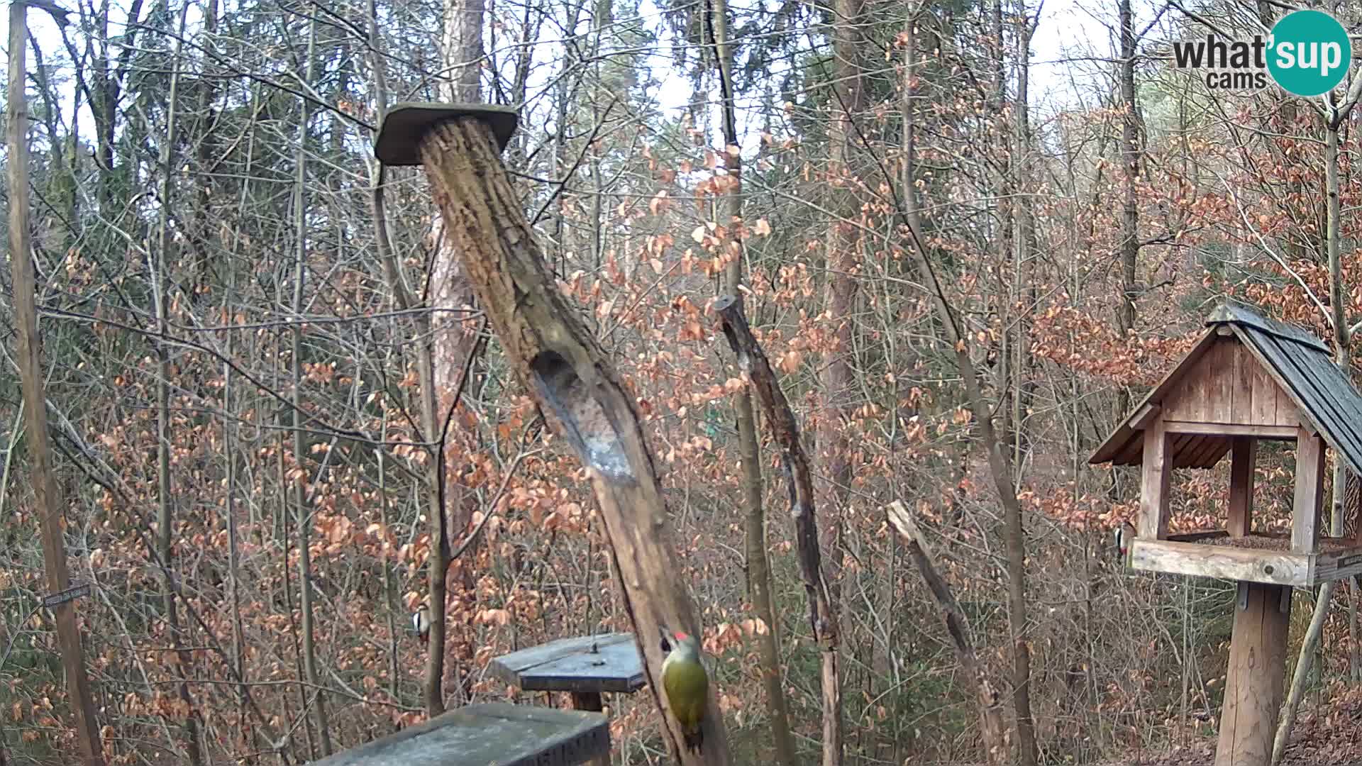 Bird feeders at ZOO Ljubljana webcam