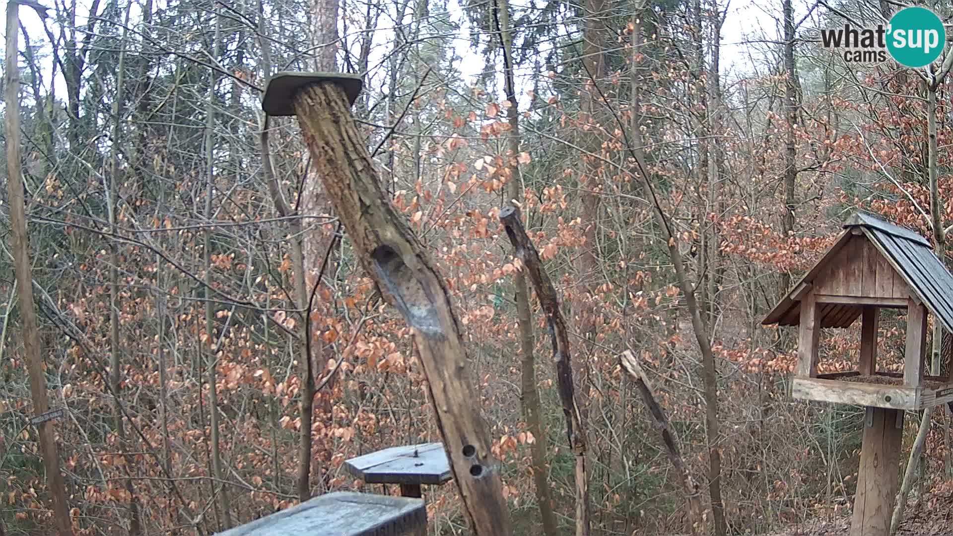 Bird feeders at ZOO Ljubljana webcam