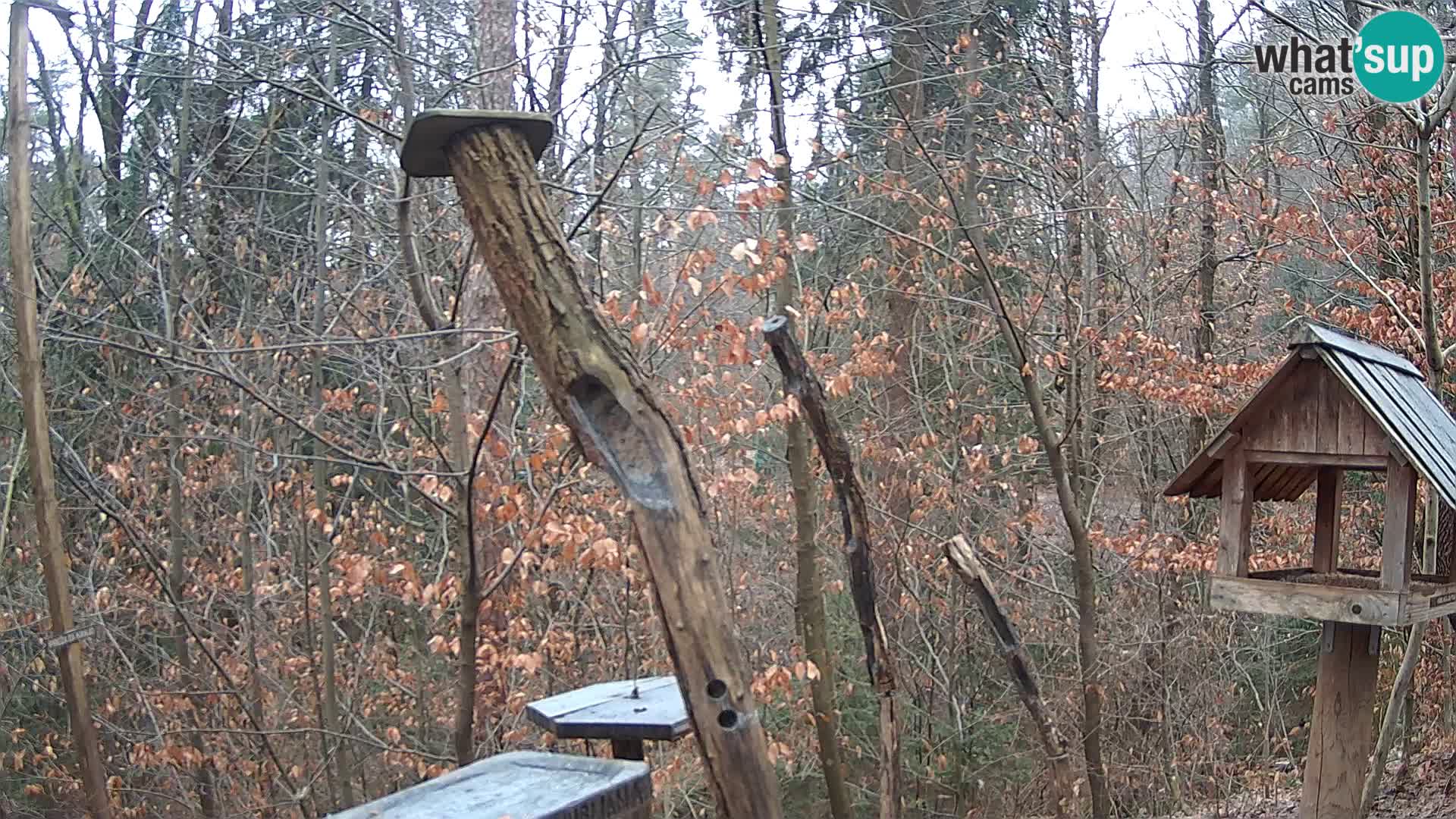 Bird feeders at ZOO Ljubljana webcam