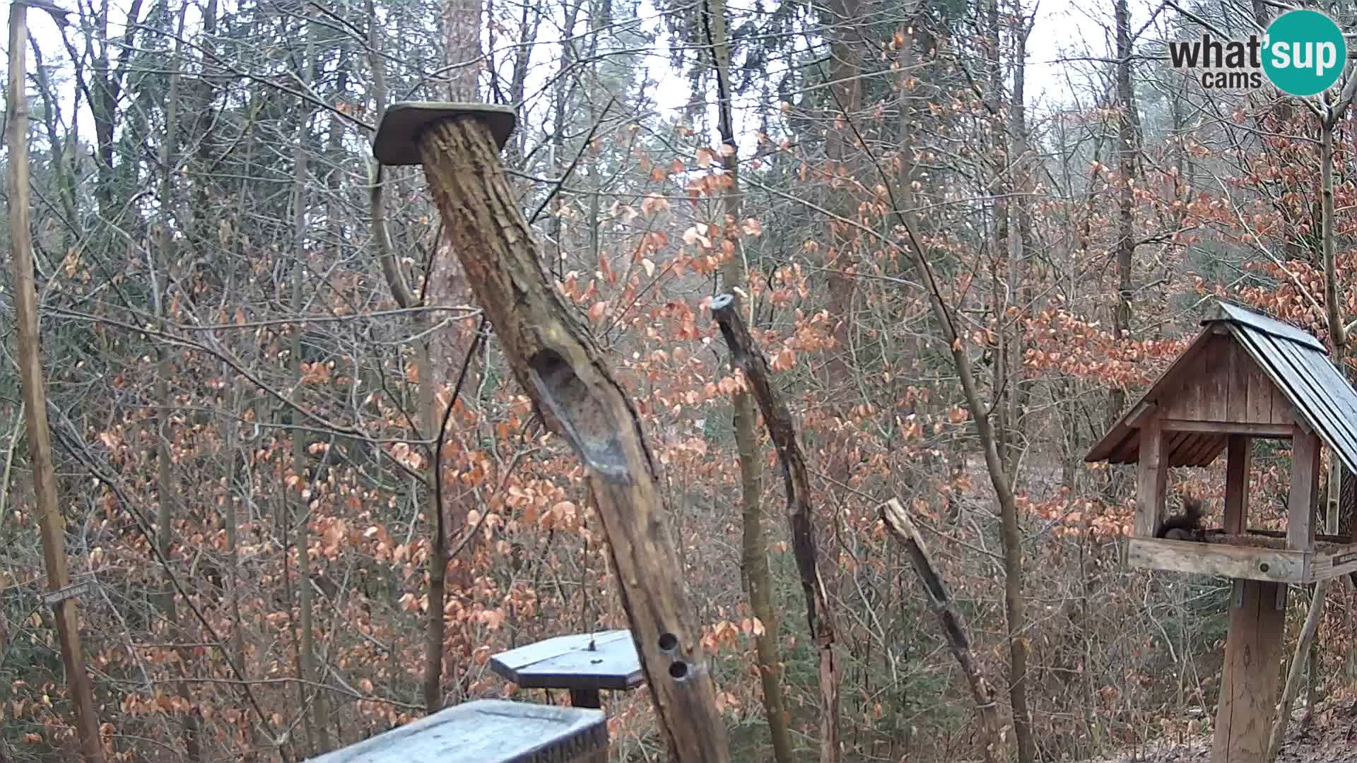 Bird feeders at ZOO Ljubljana webcam