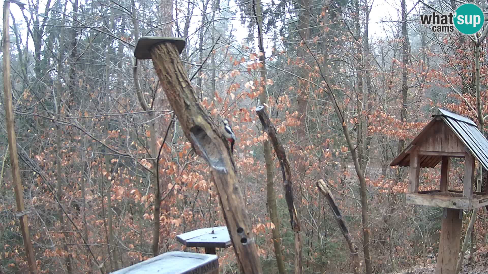 Bird feeders at ZOO Ljubljana webcam