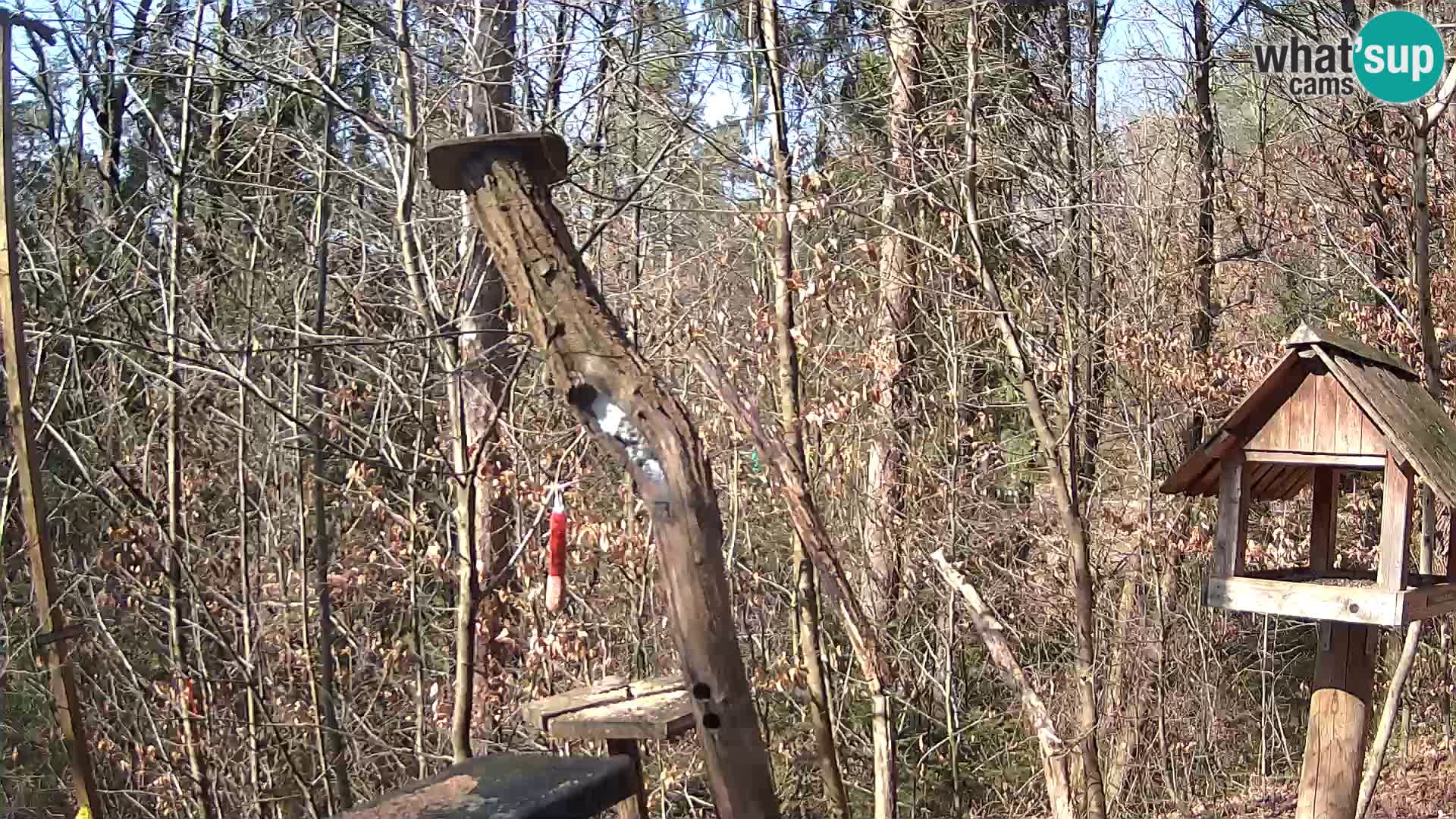 Mangeoires pour oiseaux au ZOO live webcam Ljubljana