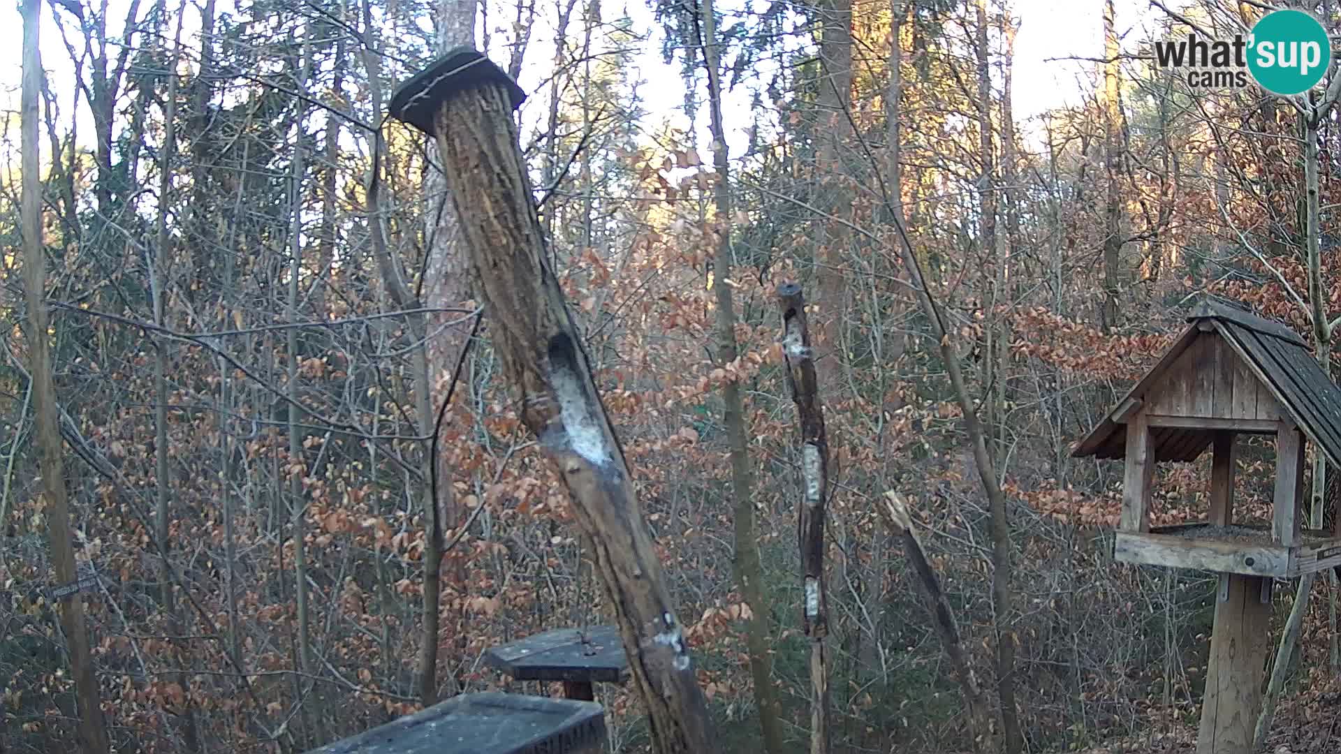 Mangeoires pour oiseaux au ZOO live webcam Ljubljana