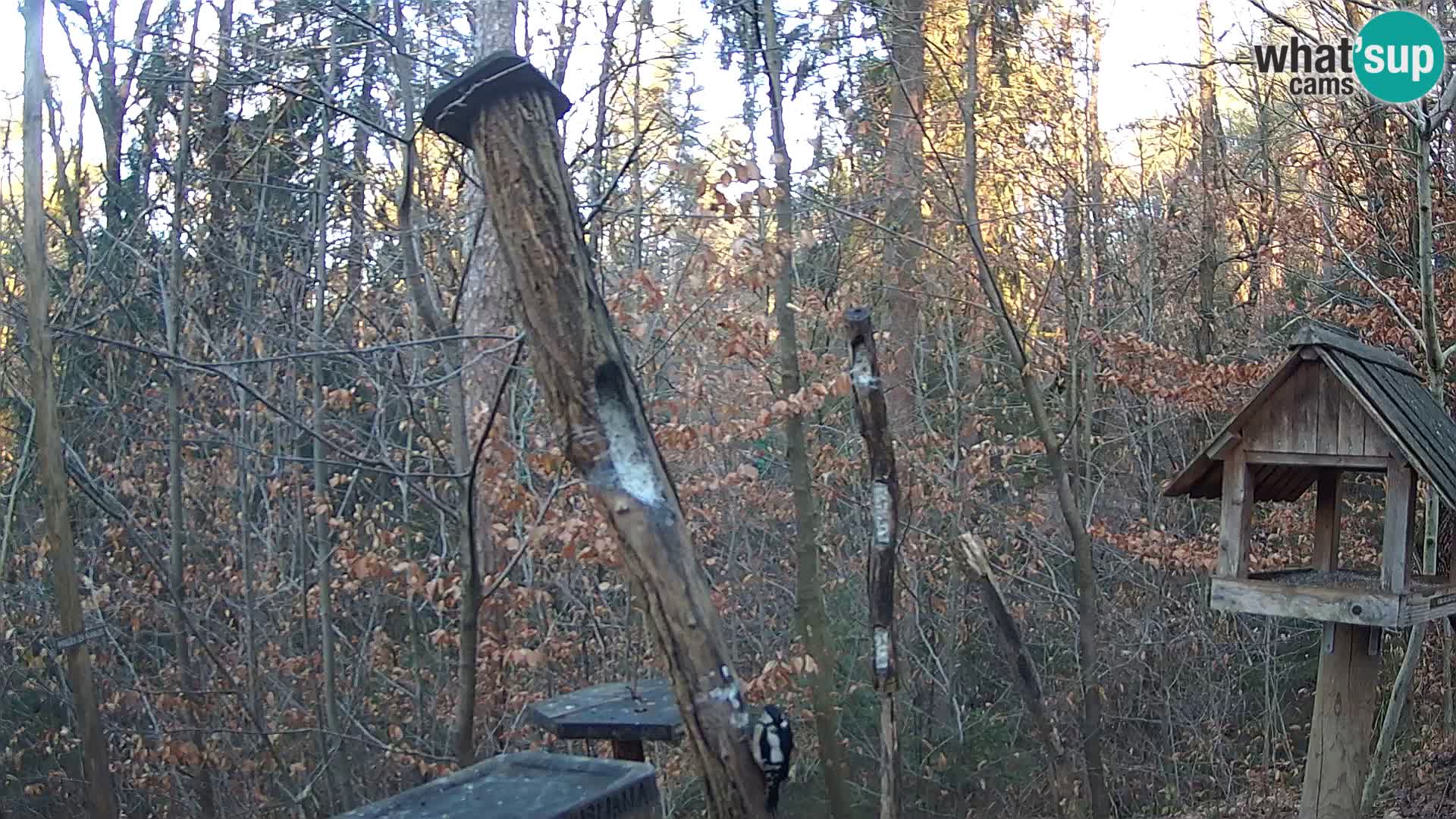 Mangeoires pour oiseaux au ZOO live webcam Ljubljana