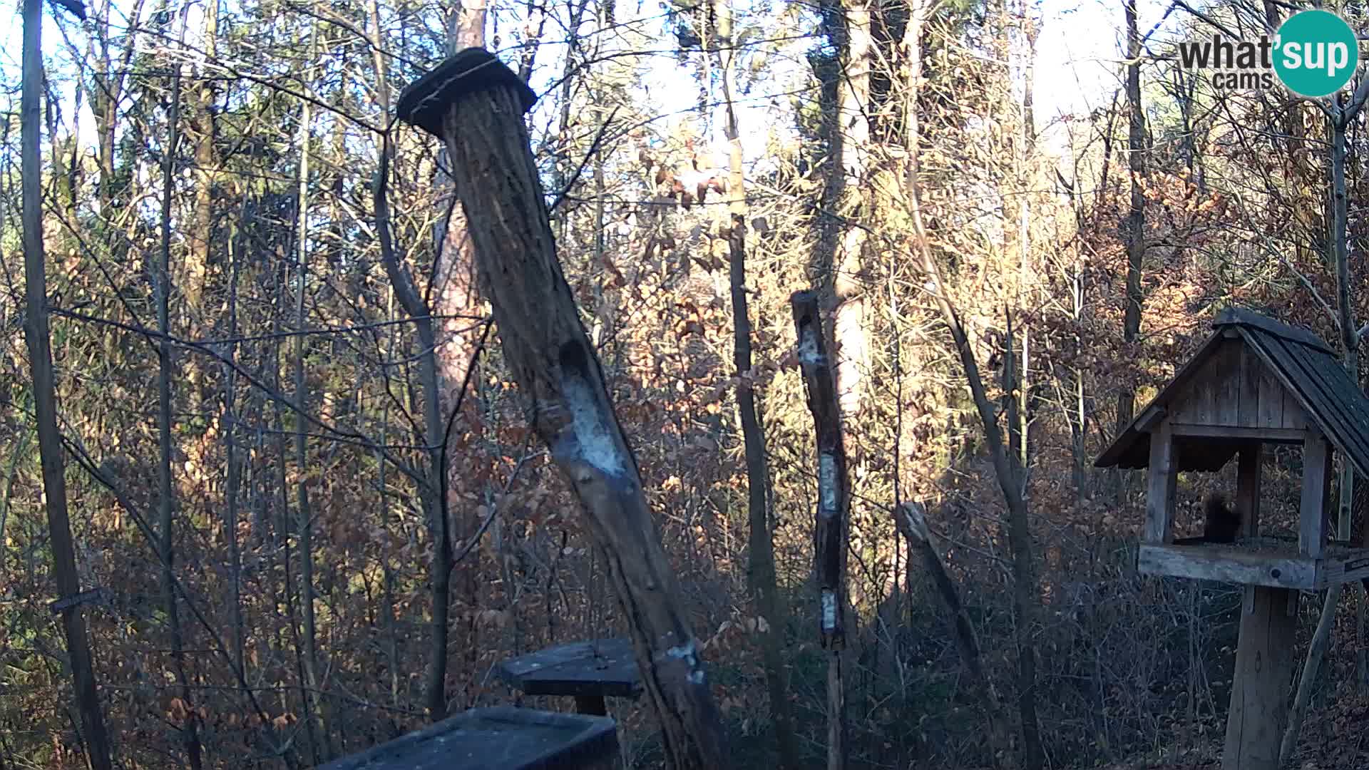 Mangeoires pour oiseaux au ZOO live webcam Ljubljana