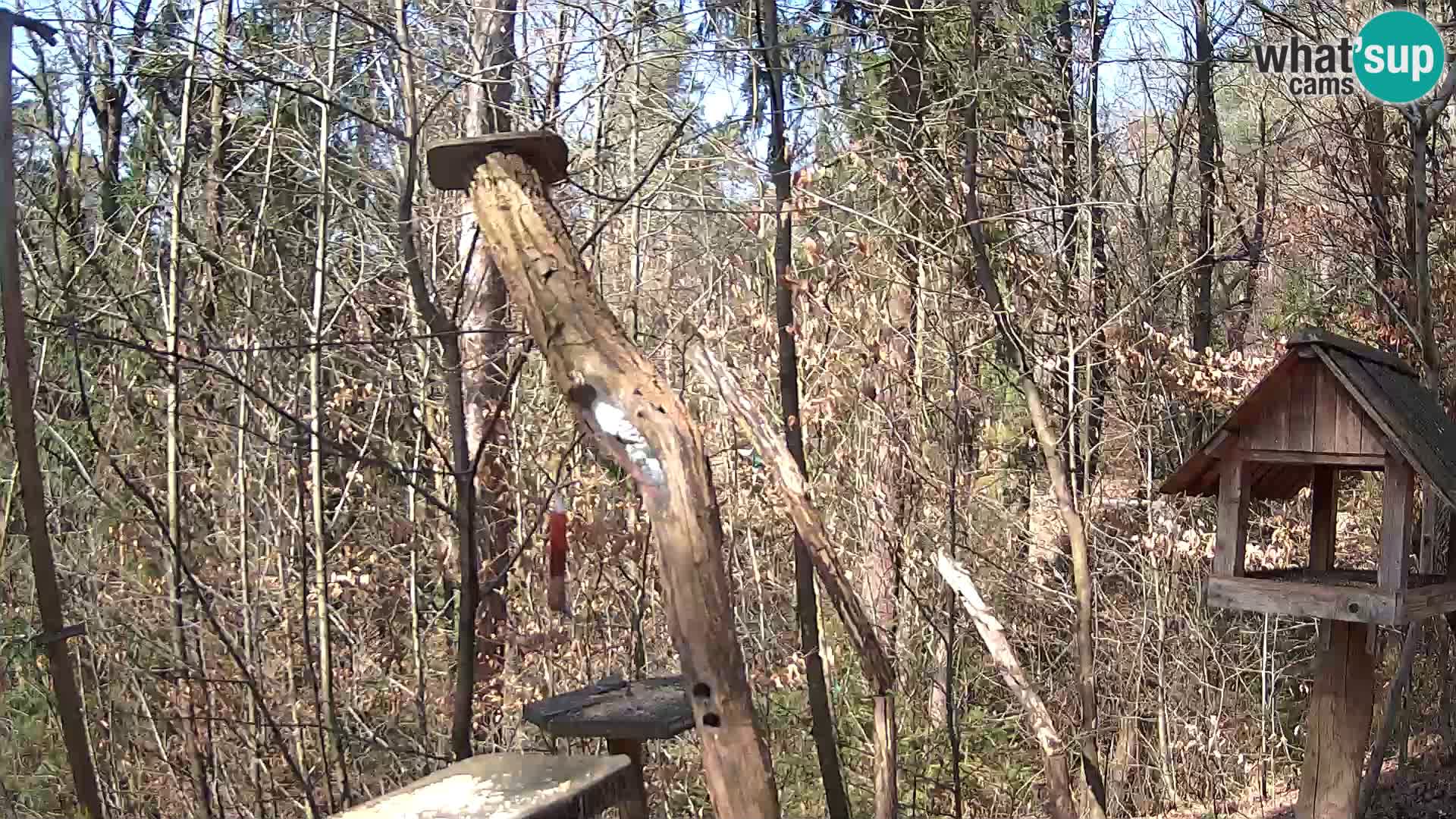 Mangiatoie per uccelli allo ZOO di Lubiana livecam