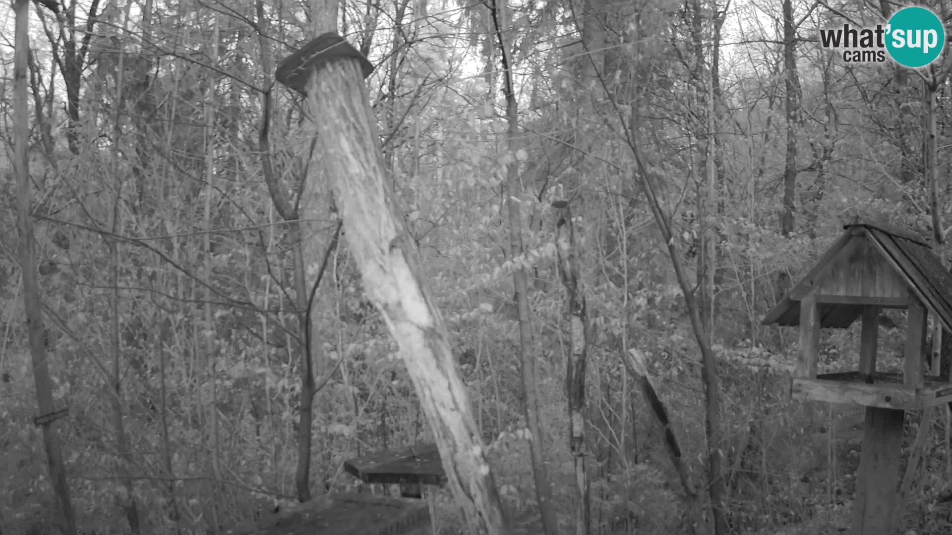 Bird feeders at ZOO Ljubljana webcam