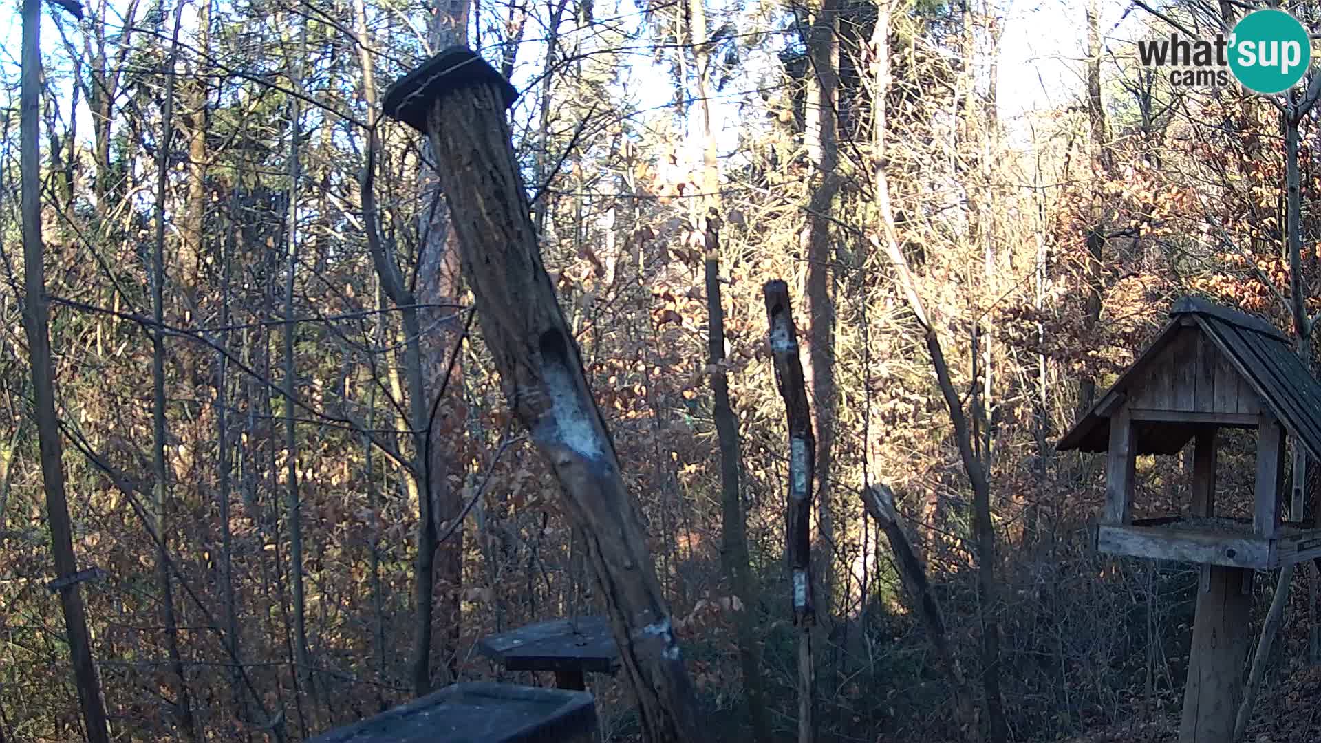 Bird feeders at ZOO Ljubljana webcam