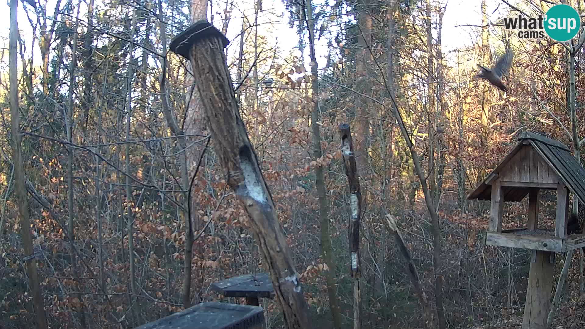 Comederos para pájaros en ZOO Ljubljana camera en vivo