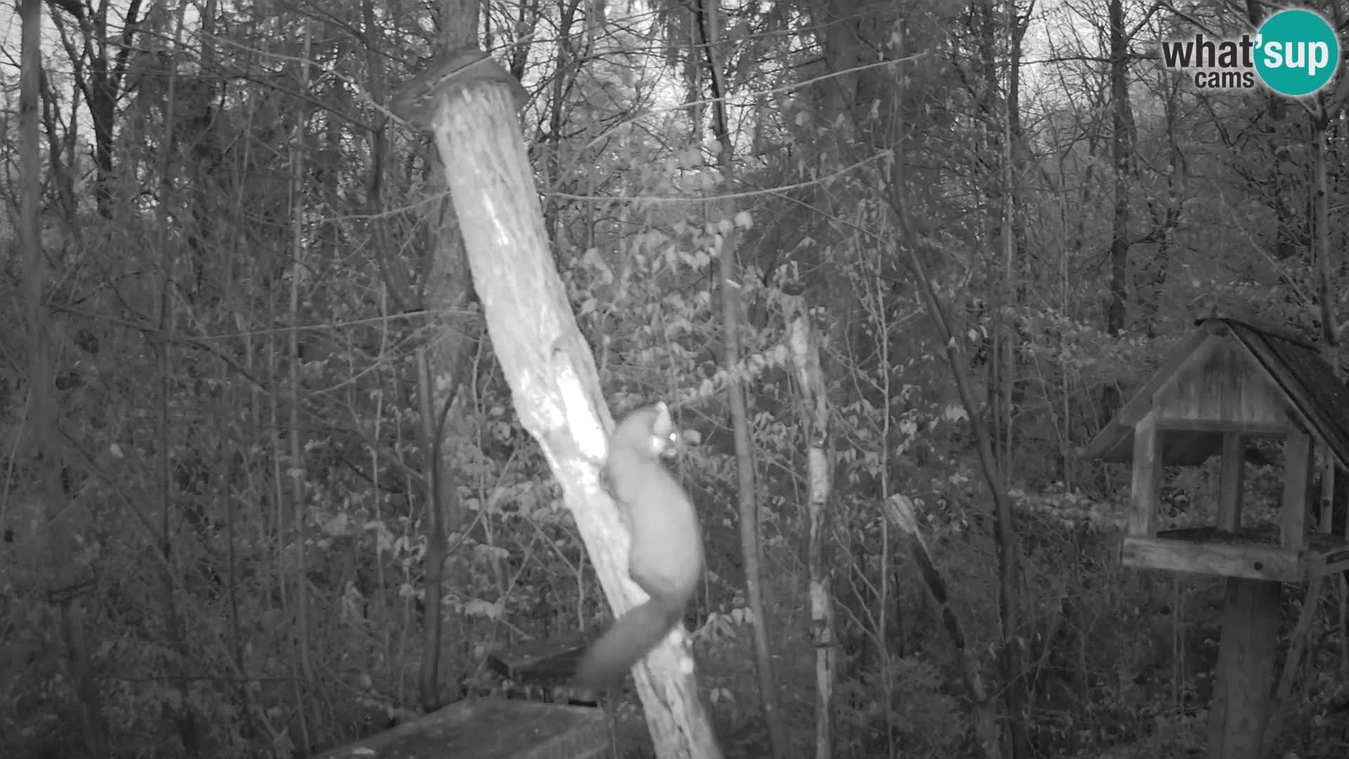 Vogelfutterhäuschen im ZOO webcam Ljubljana