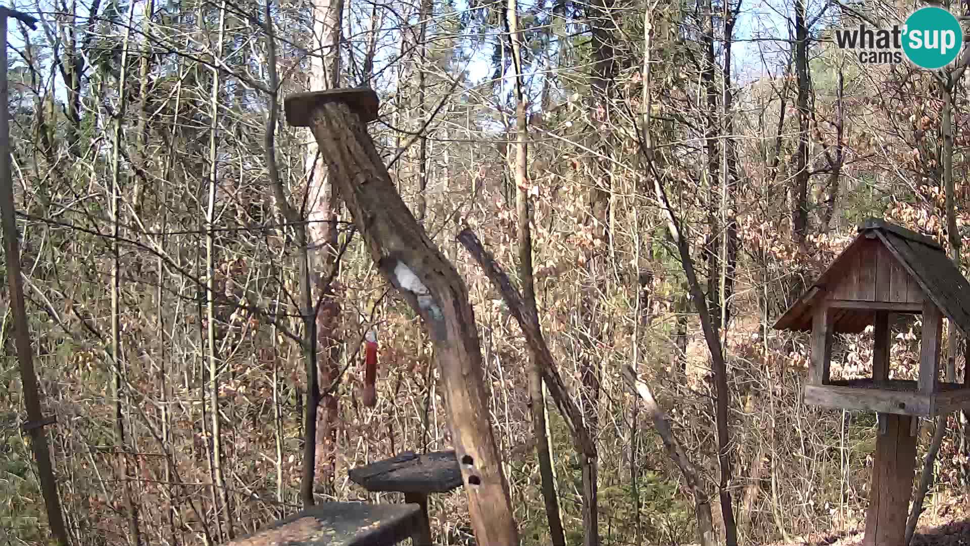 Bird feeders at ZOO Ljubljana webcam