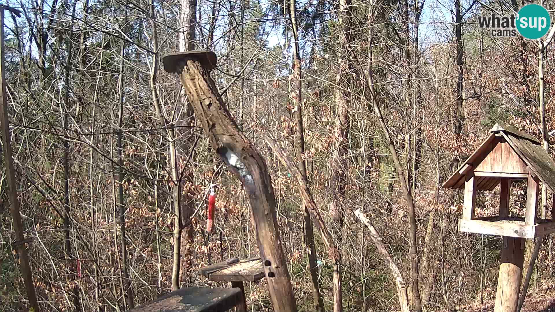 Mangiatoie per uccelli allo ZOO di Lubiana livecam