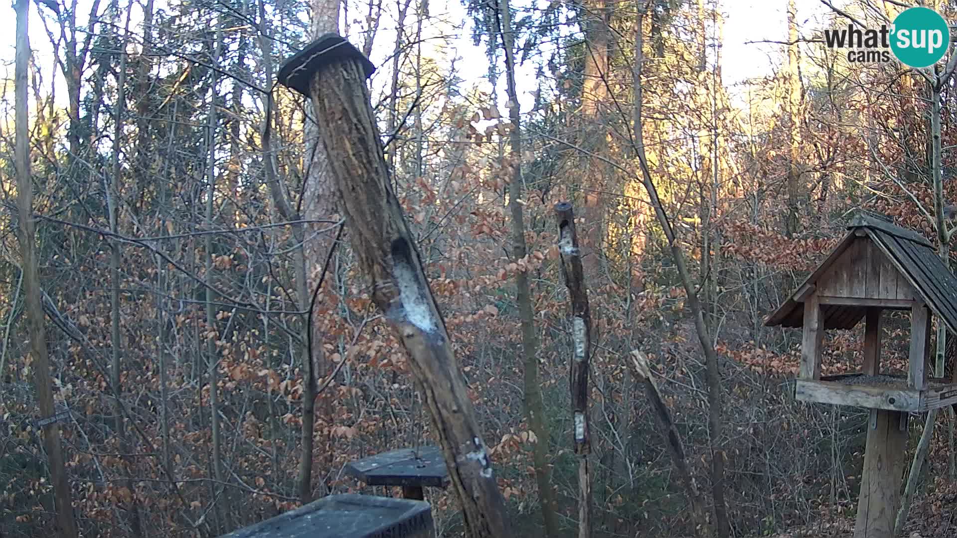 Mangeoires pour oiseaux au ZOO live webcam Ljubljana