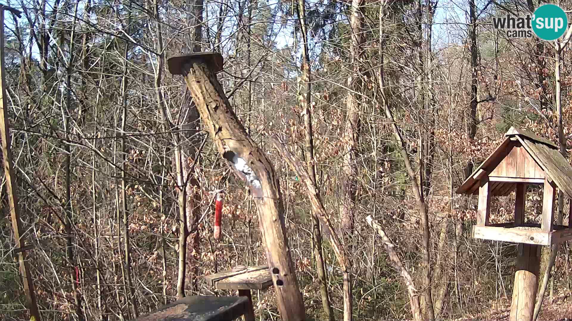 Vogelfutterhäuschen im ZOO webcam Ljubljana