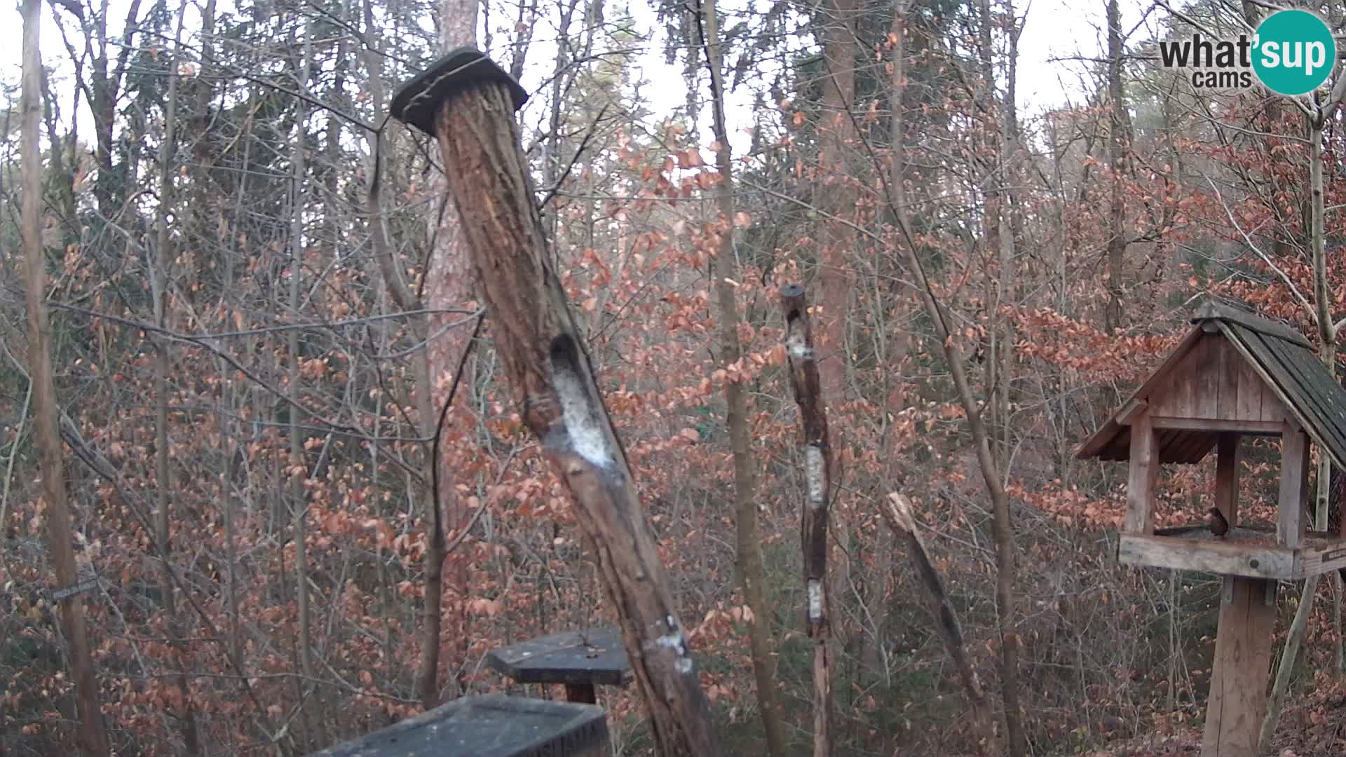 Mangeoires pour oiseaux au ZOO live webcam Ljubljana