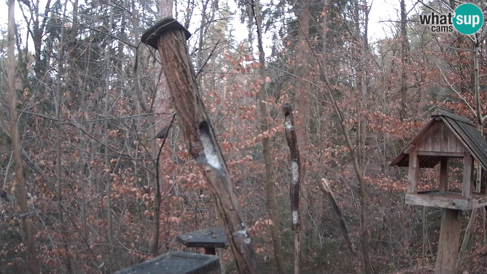 Vogelfutterhäuschen im ZOO webcam Ljubljana