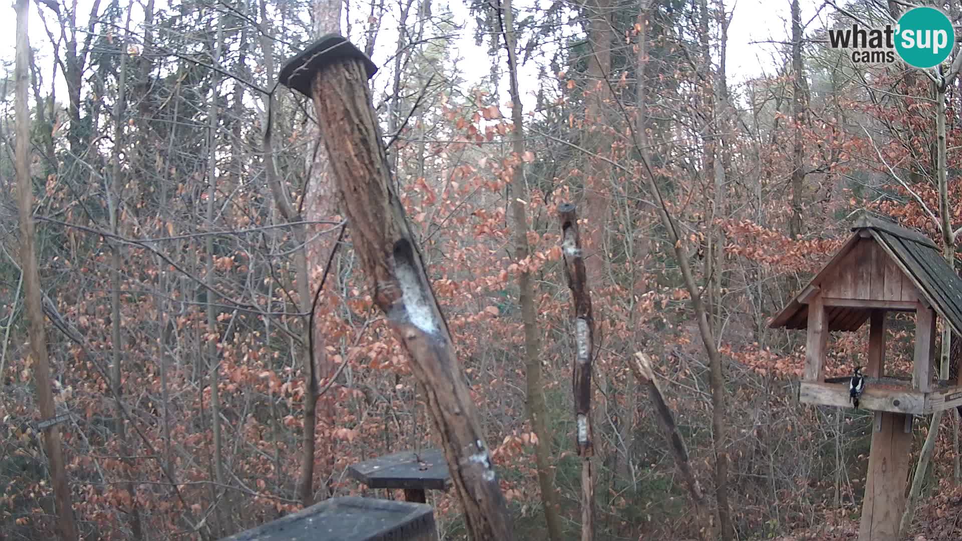 Mangeoires pour oiseaux au ZOO live webcam Ljubljana