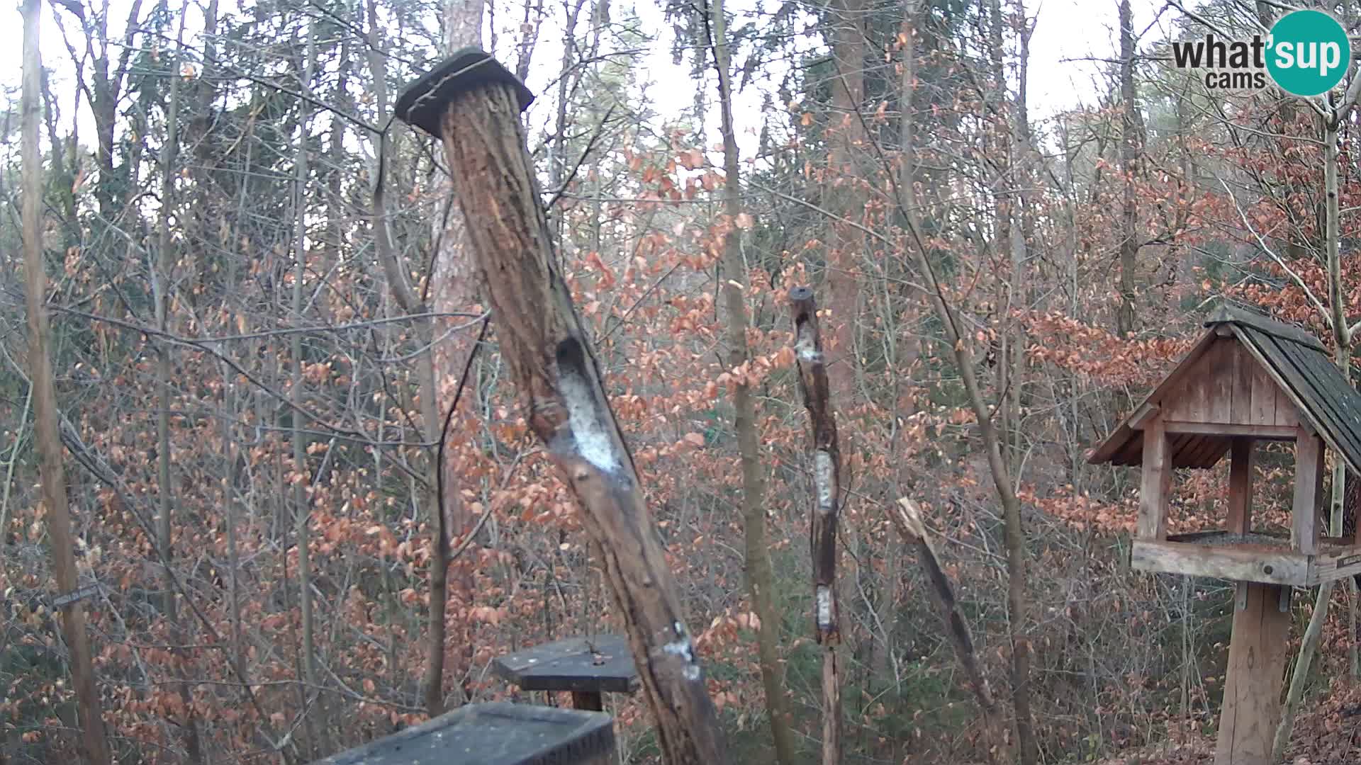 Mangeoires pour oiseaux au ZOO live webcam Ljubljana