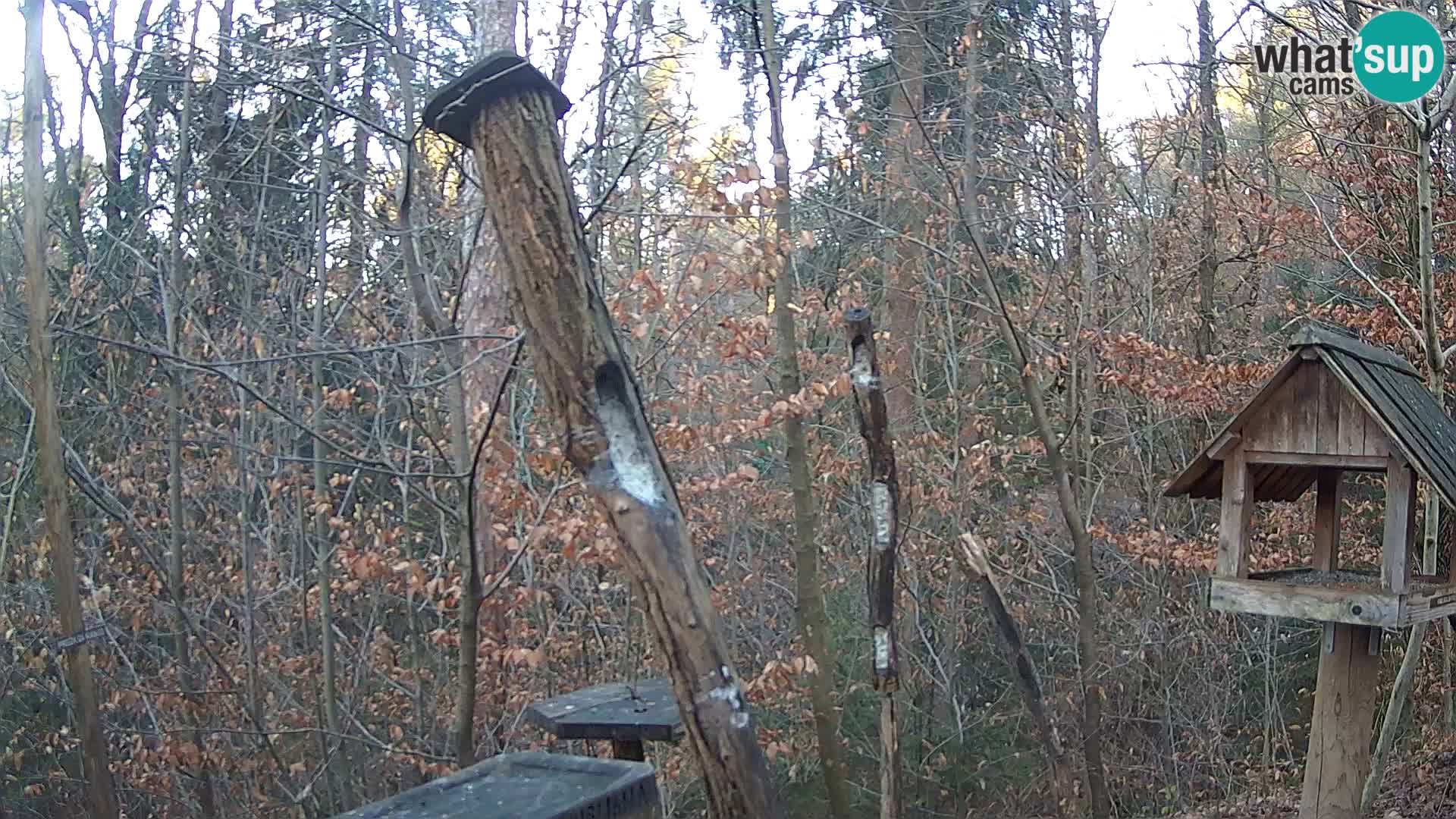 Mangeoires pour oiseaux au ZOO live webcam Ljubljana