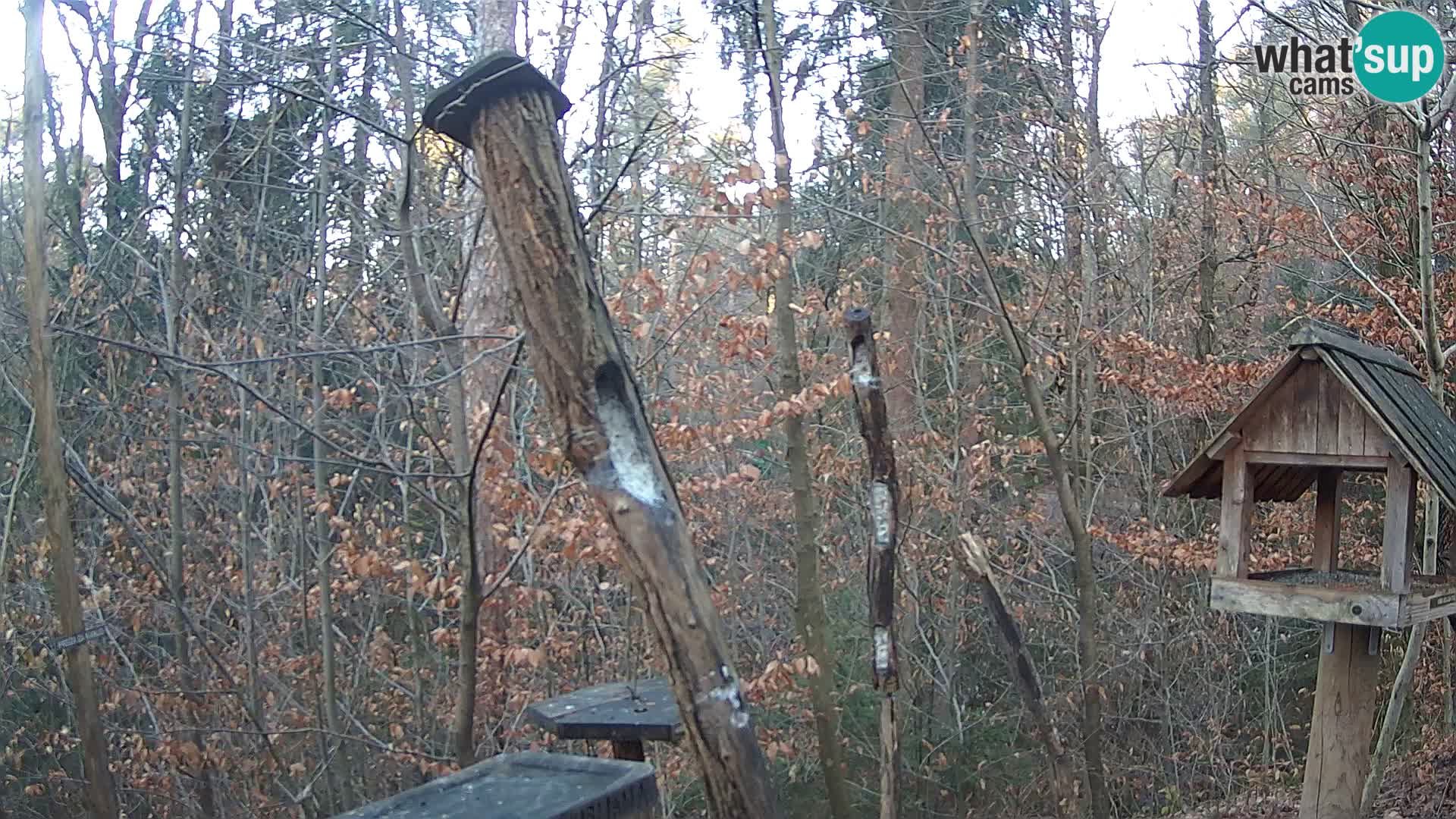 Mangeoires pour oiseaux au ZOO live webcam Ljubljana