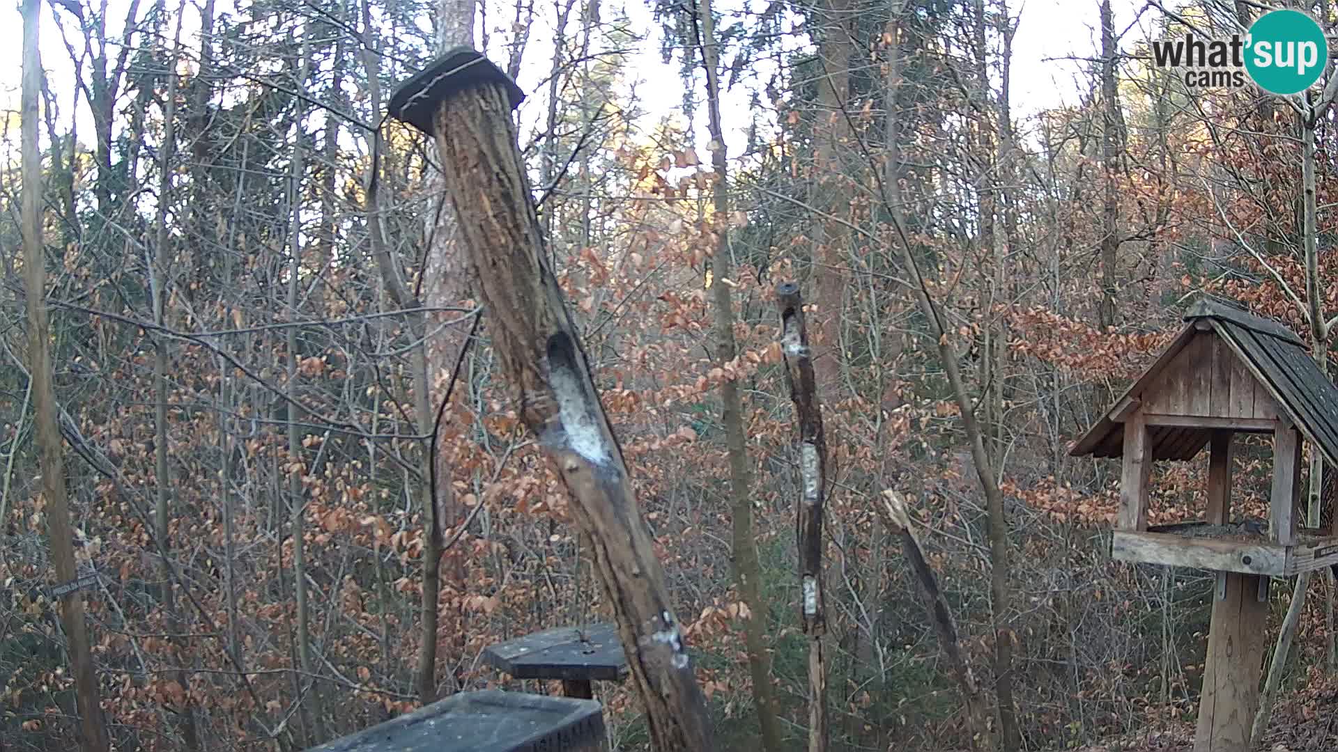 Mangiatoie per uccelli allo ZOO di Lubiana livecam