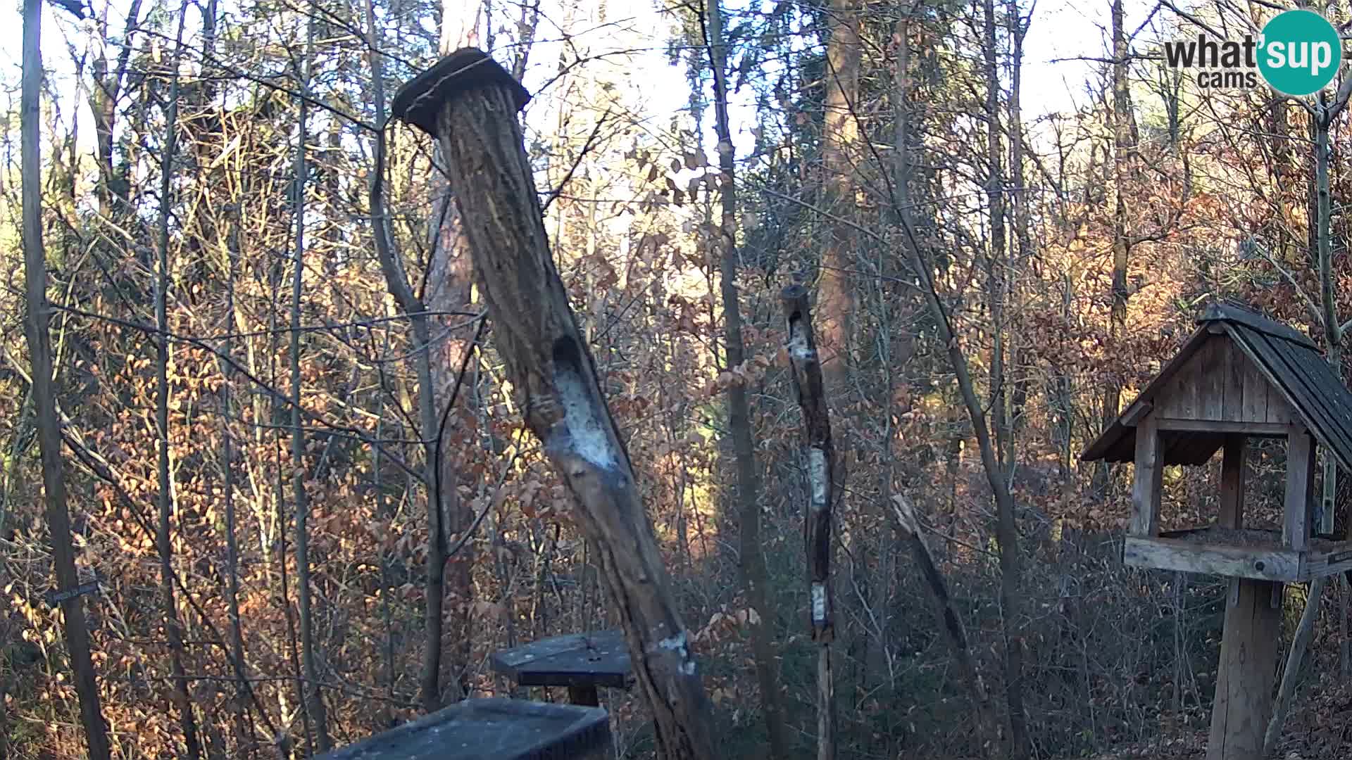 Mangeoires pour oiseaux au ZOO live webcam Ljubljana