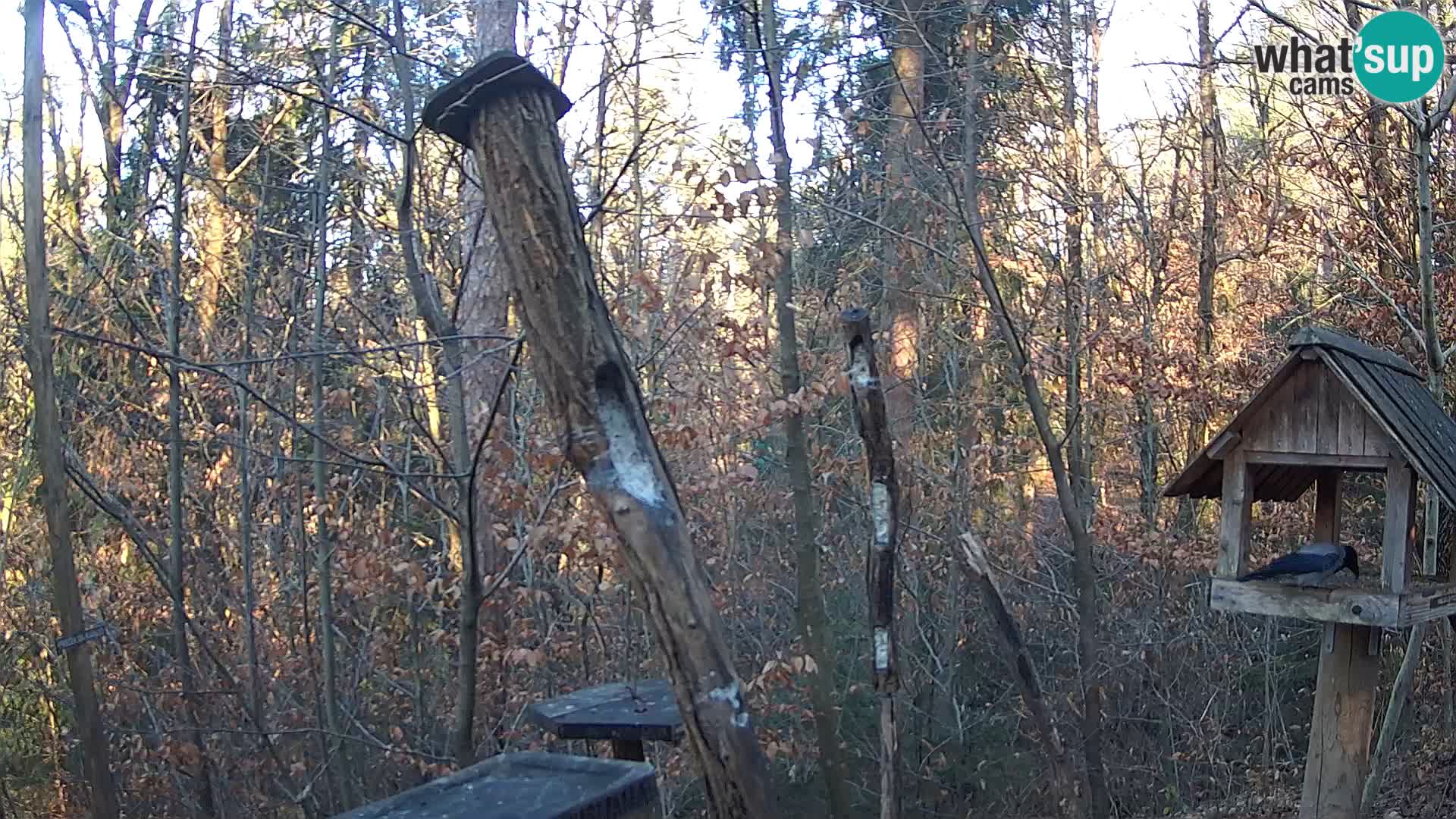 Comederos para pájaros en ZOO Ljubljana camera en vivo