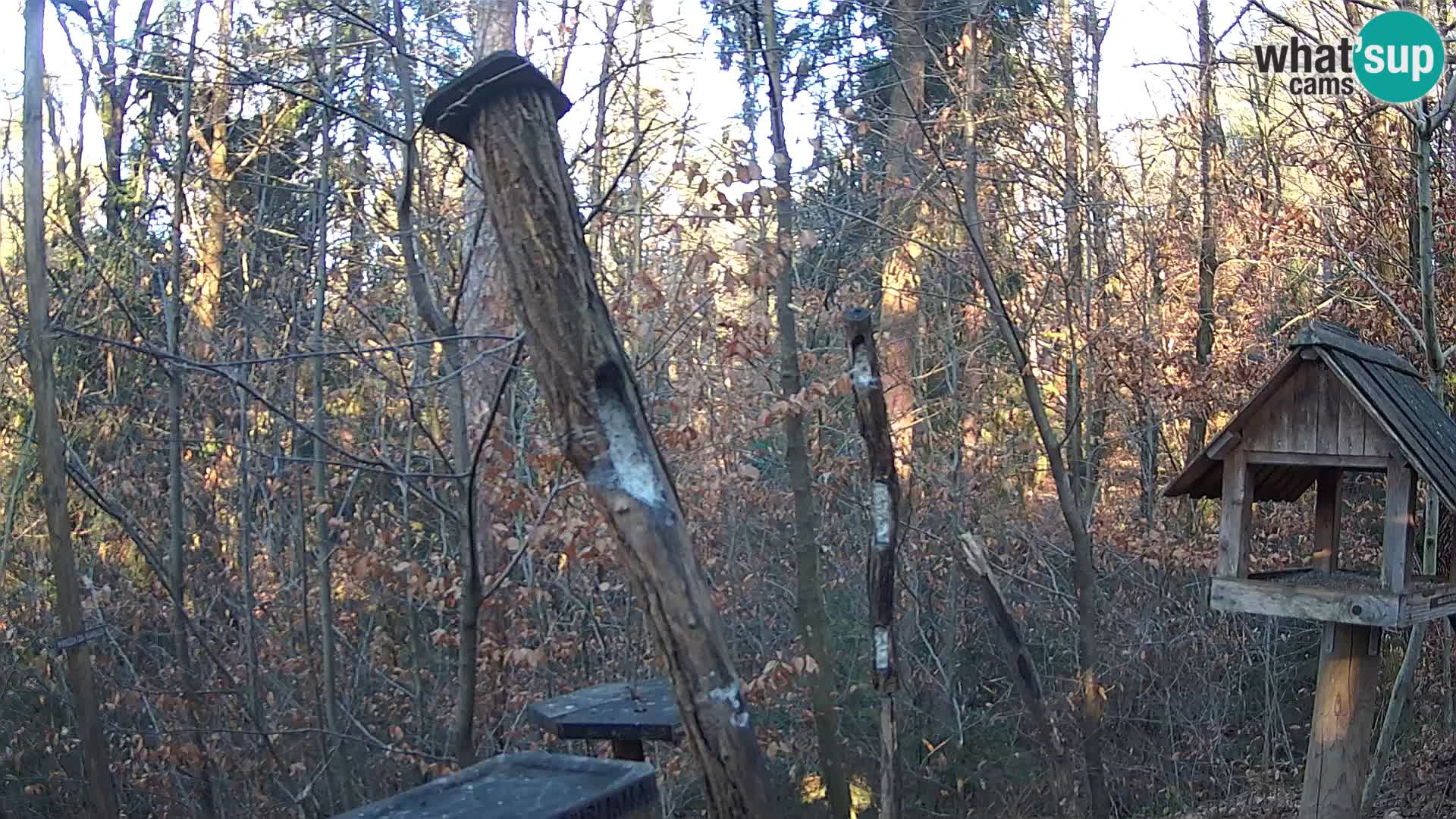 Comederos para pájaros en ZOO Ljubljana camera en vivo