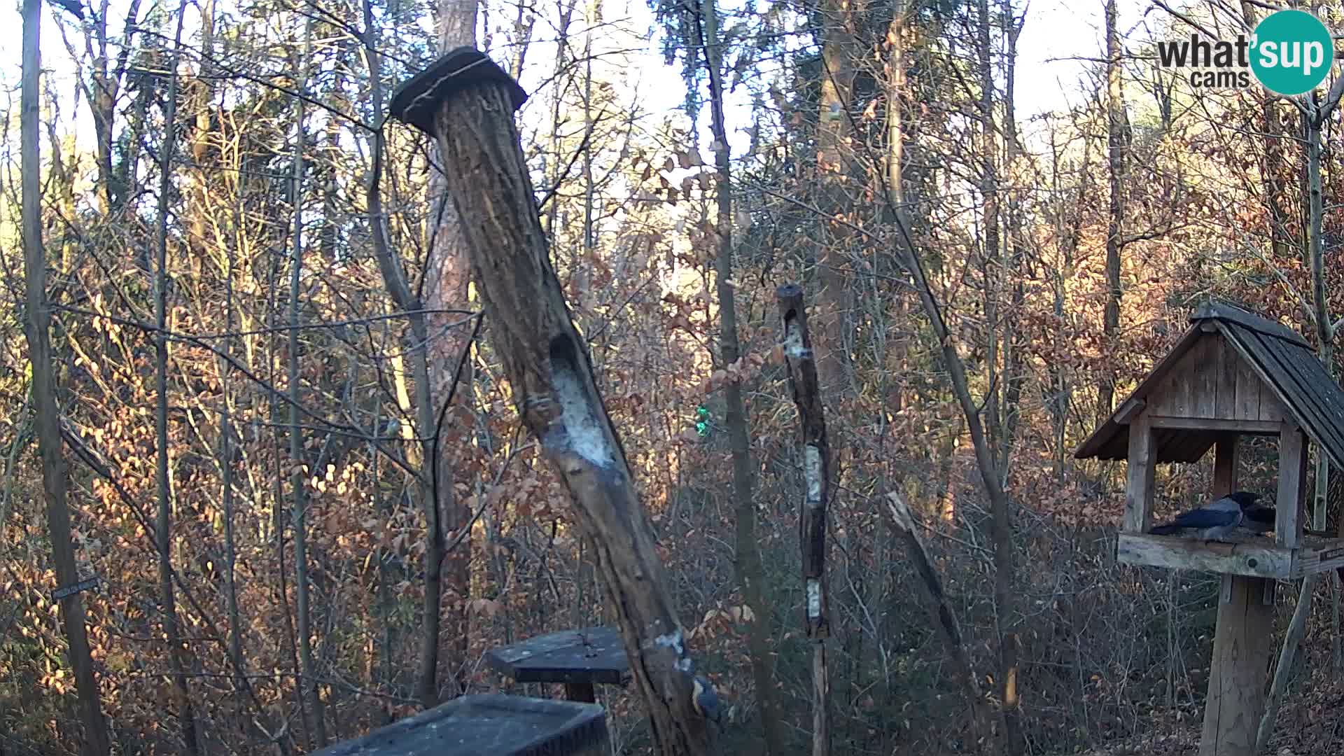 Comederos para pájaros en ZOO Ljubljana camera en vivo