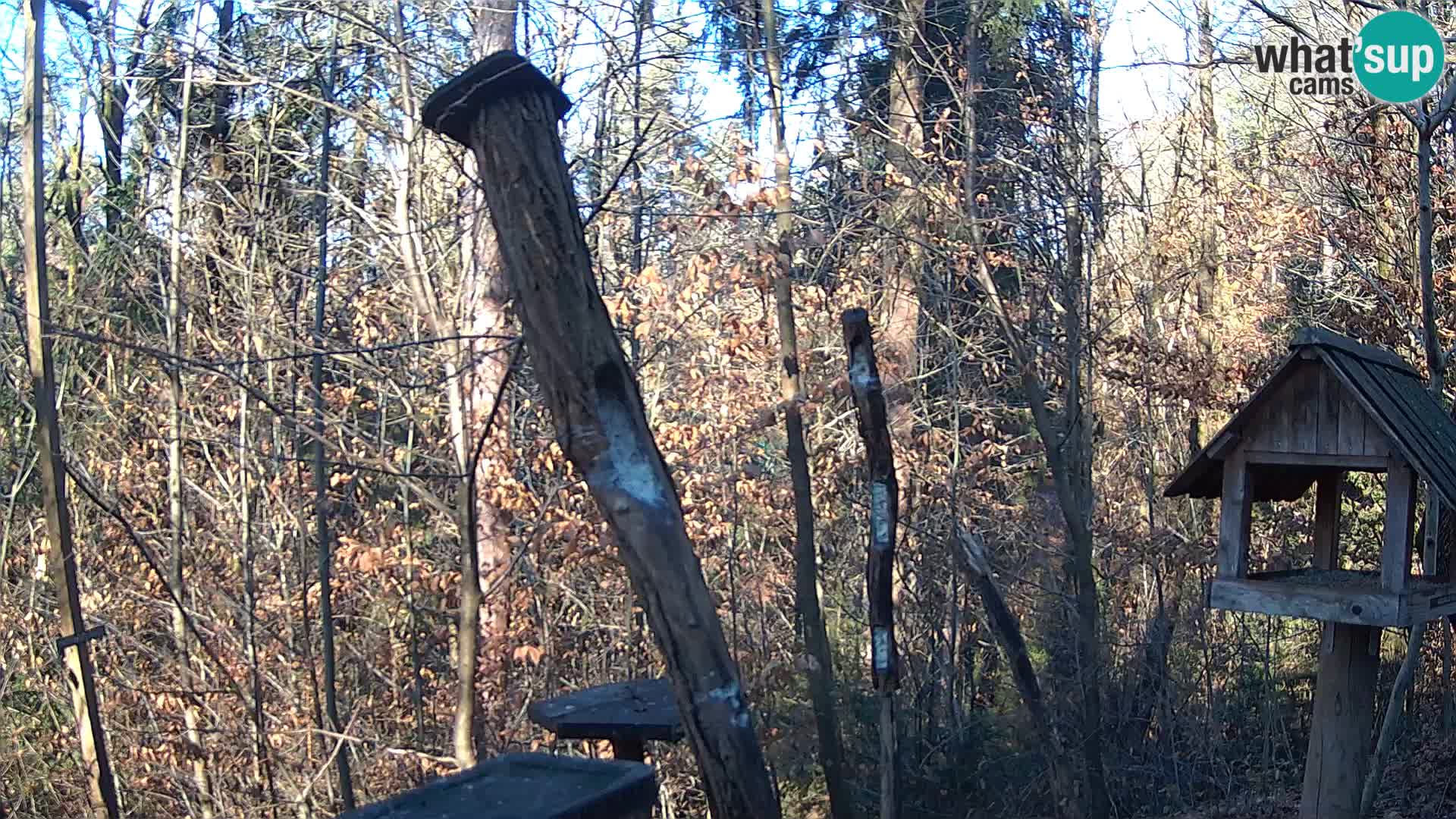 Bird feeders at ZOO Ljubljana webcam